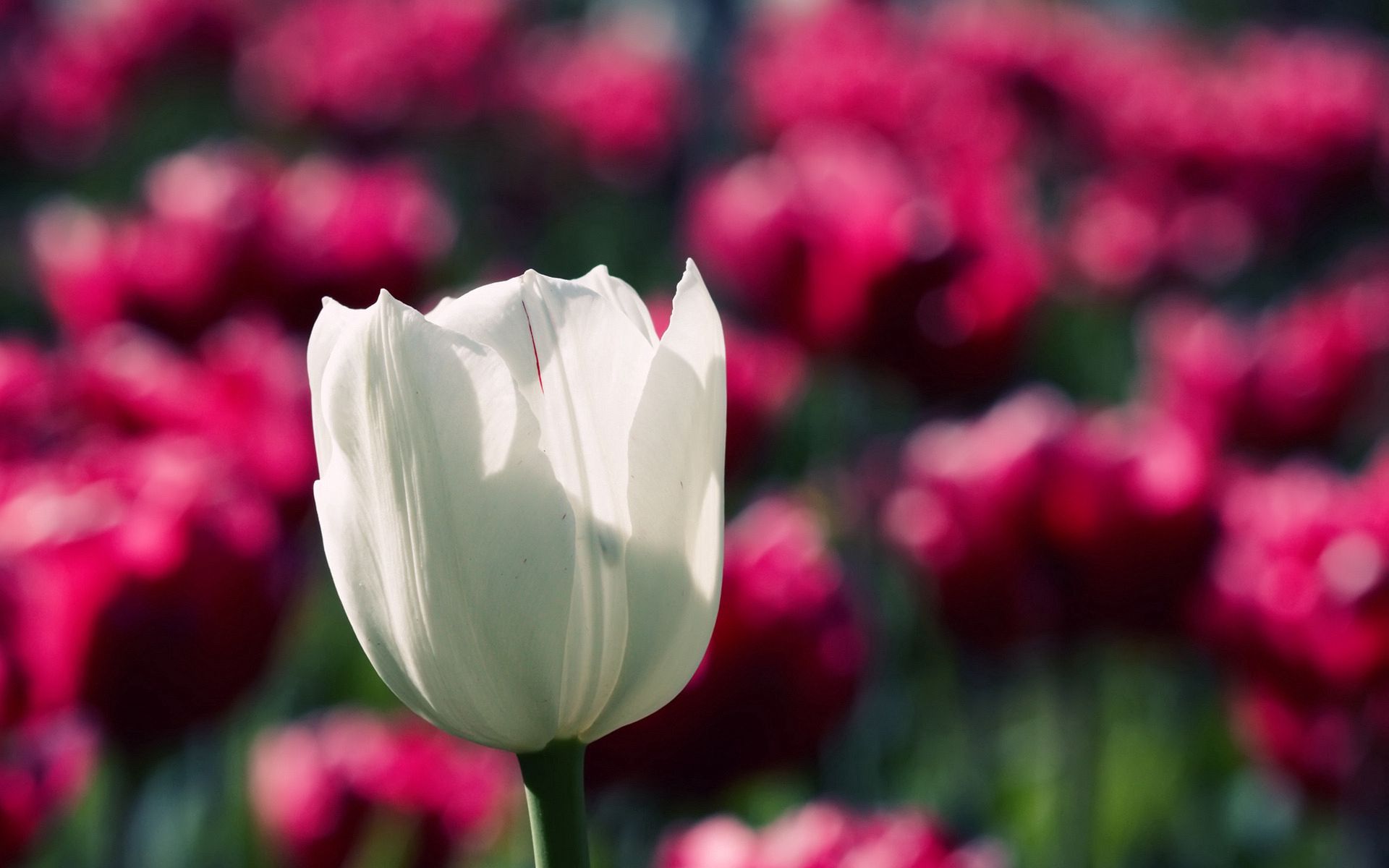 smooth, flowers, tulips, blur, lot HD wallpaper