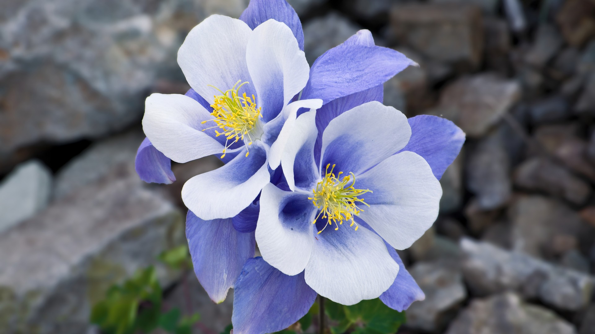 Téléchargez gratuitement l'image Fleurs, Fleur, Terre/nature sur le bureau de votre PC