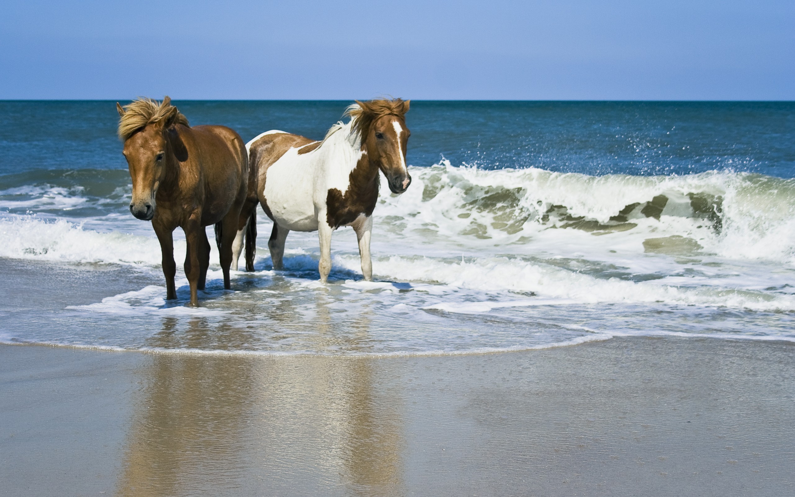 Baixe gratuitamente a imagem Animais, Cavalo na área de trabalho do seu PC