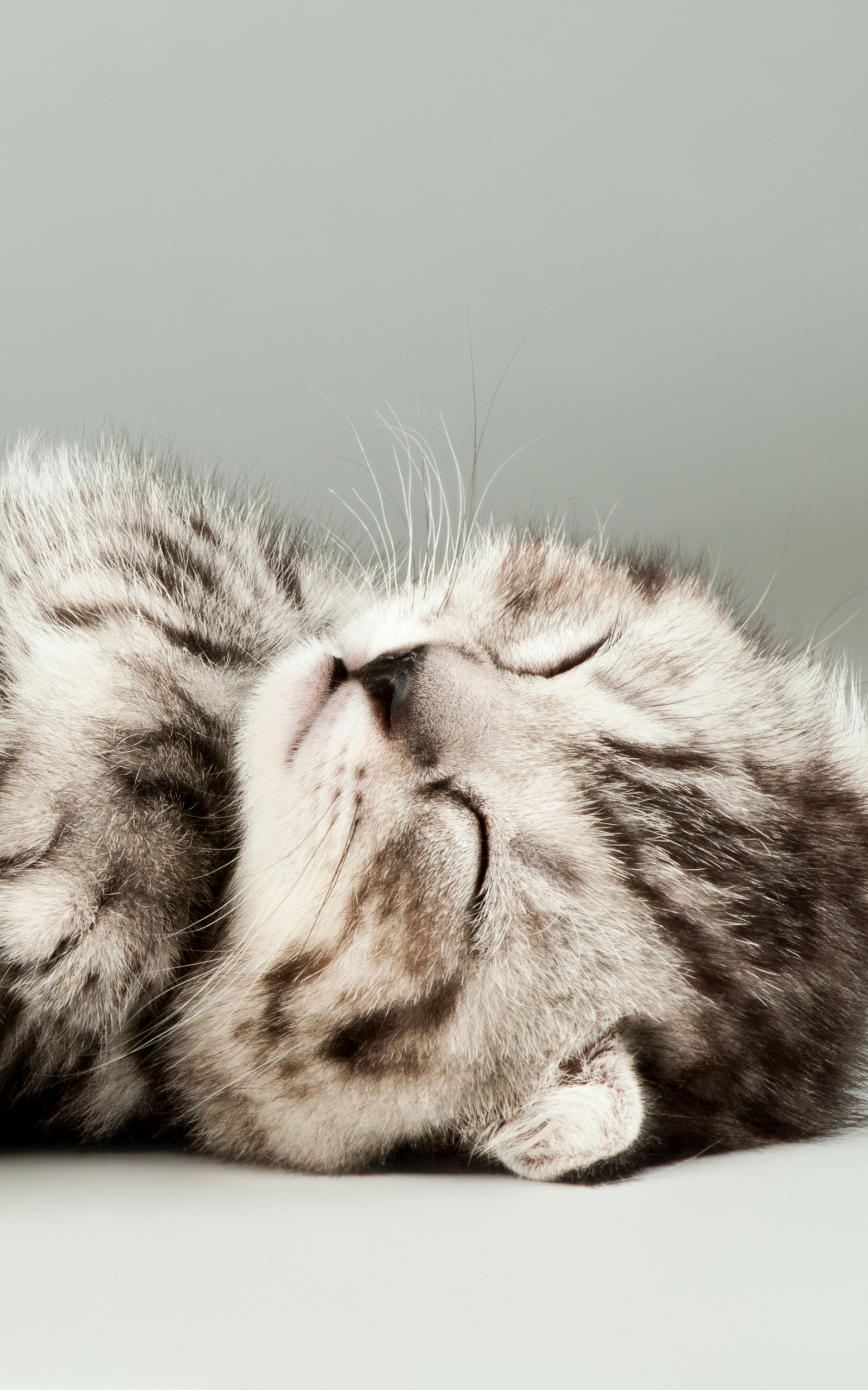 Baixar papel de parede para celular de Animais, Gatos, Gato, Dormindo gratuito.