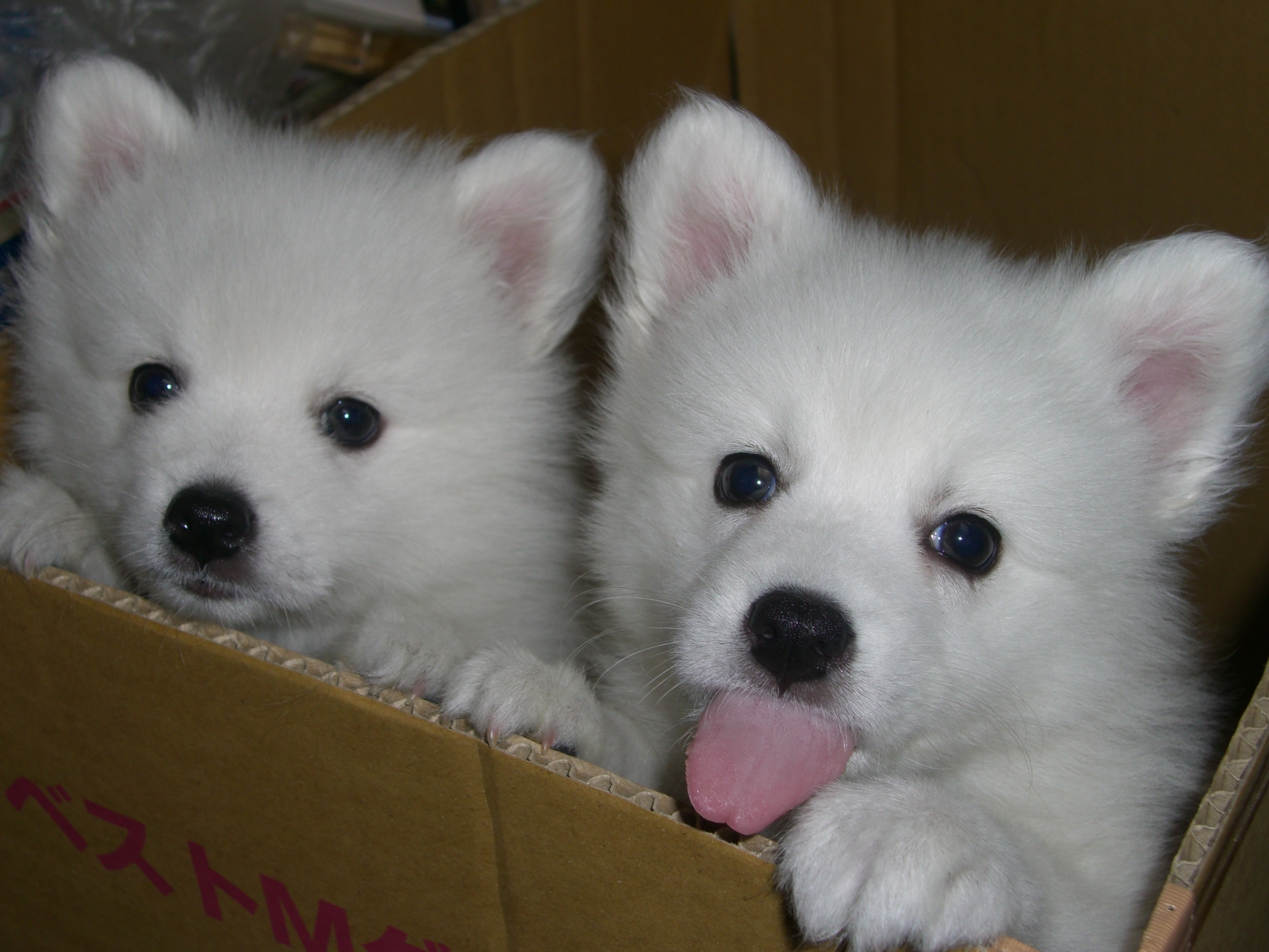 無料モバイル壁紙子犬, 犬, 動物, 可愛いをダウンロードします。