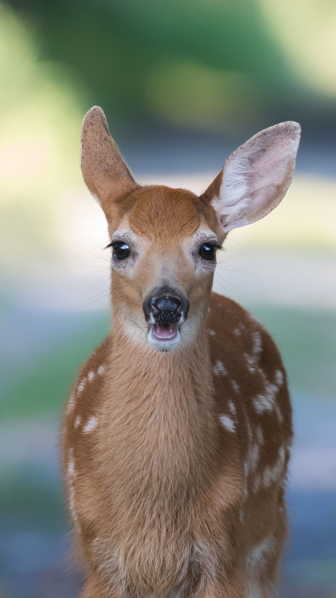 無料モバイル壁紙動物, 鹿, 子鹿, 赤ちゃん動物をダウンロードします。