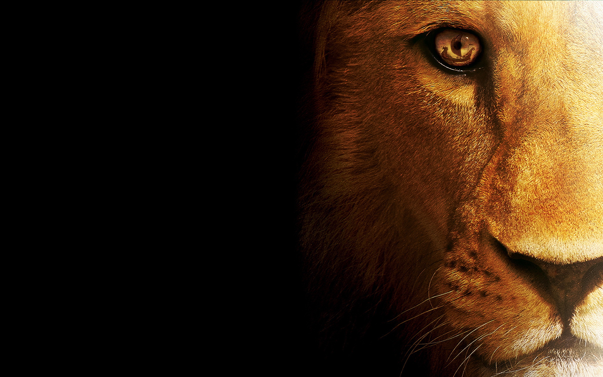 Download mobile wallpaper Close Up, Lion, Cats, Animal for free.
