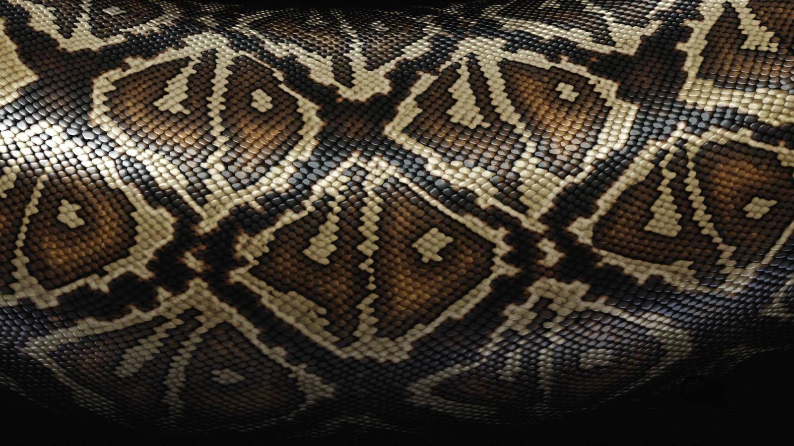 Descarga gratuita de fondo de pantalla para móvil de Serpiente, Reptiles, Animales.
