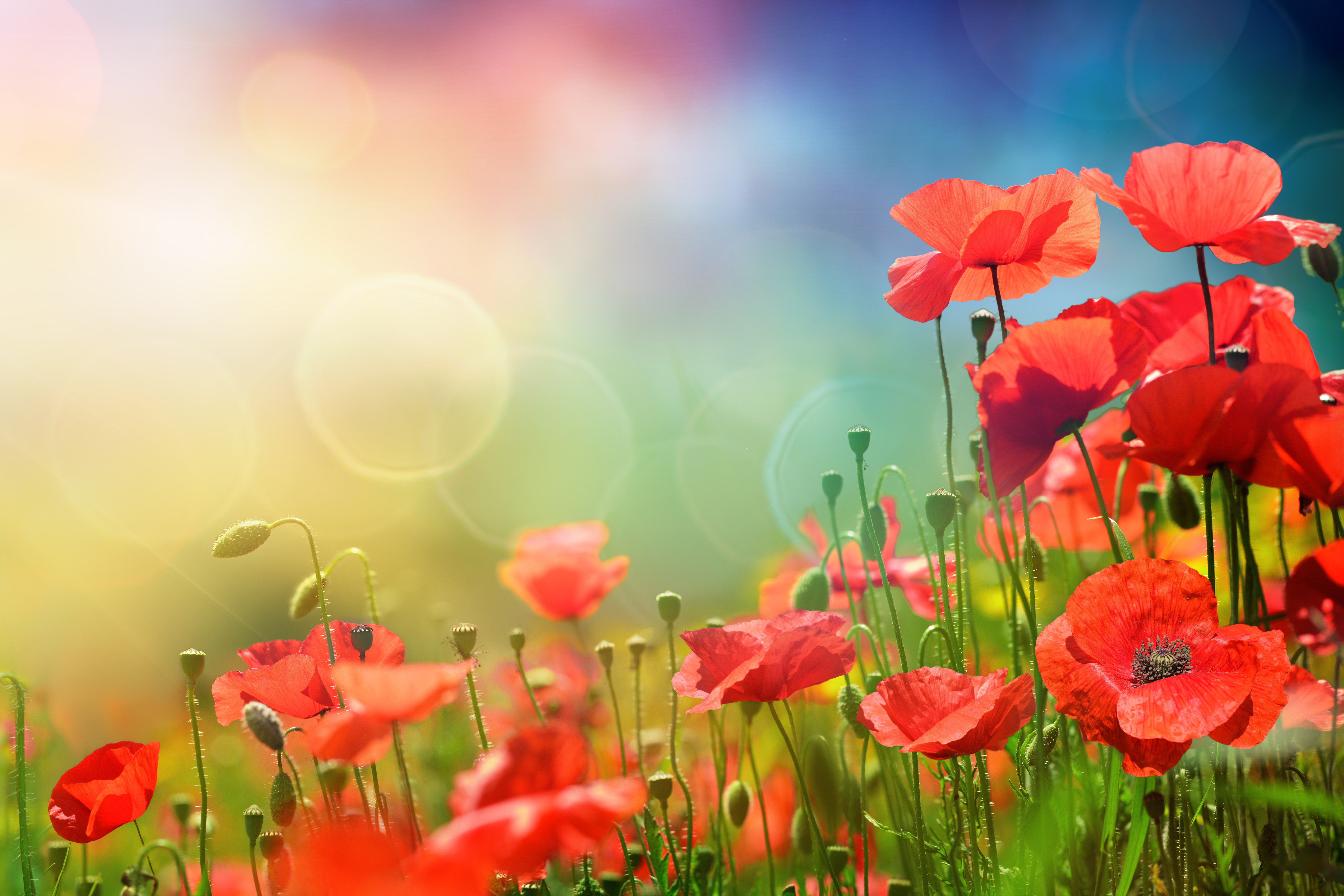 Laden Sie das Natur, Blumen, Mohn, Sommer, Blume, Bokeh, Rote Blume, Erde/natur-Bild kostenlos auf Ihren PC-Desktop herunter
