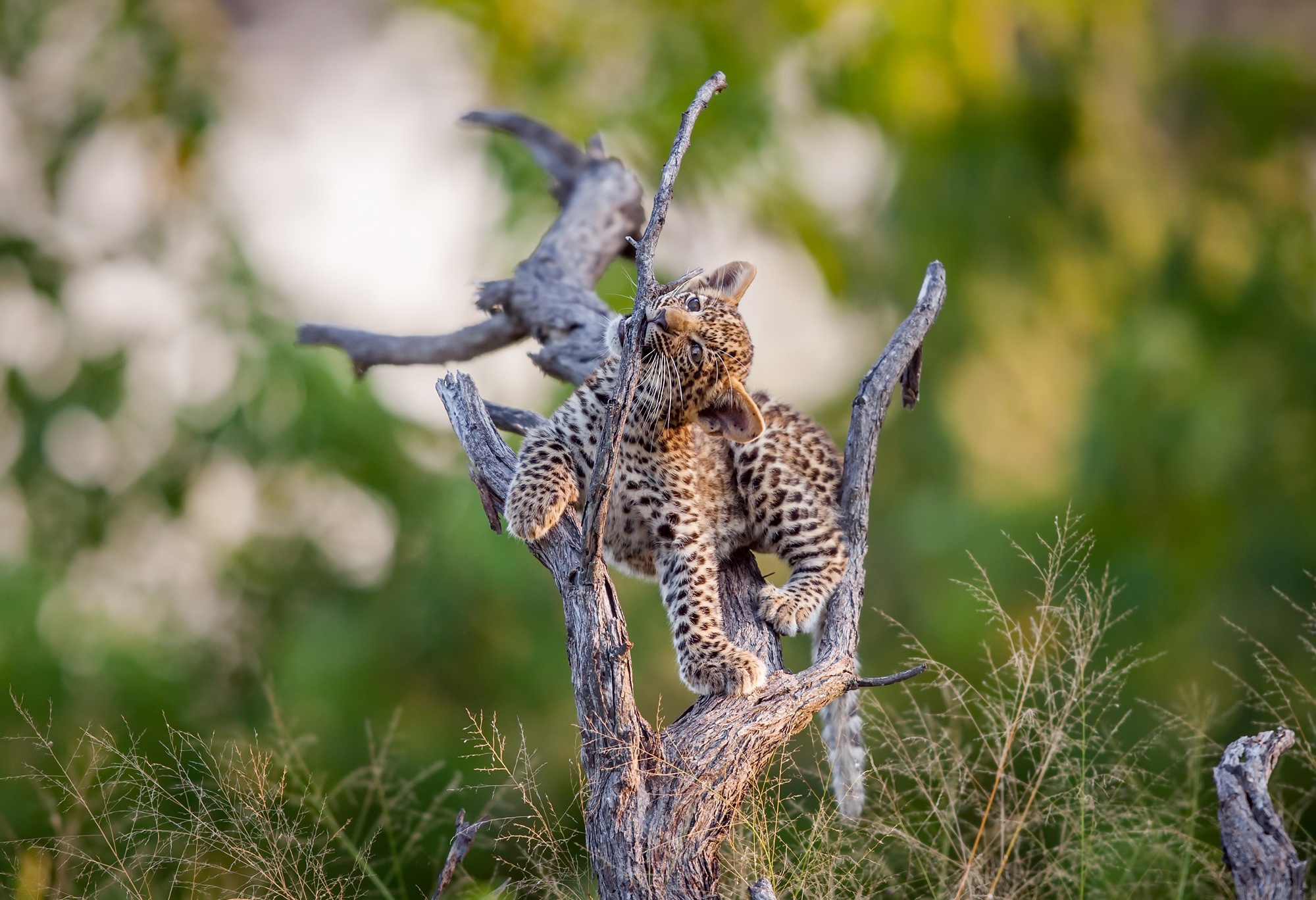 Download mobile wallpaper Cats, Leopard, Animal, Baby Animal, Depth Of Field, Cub for free.