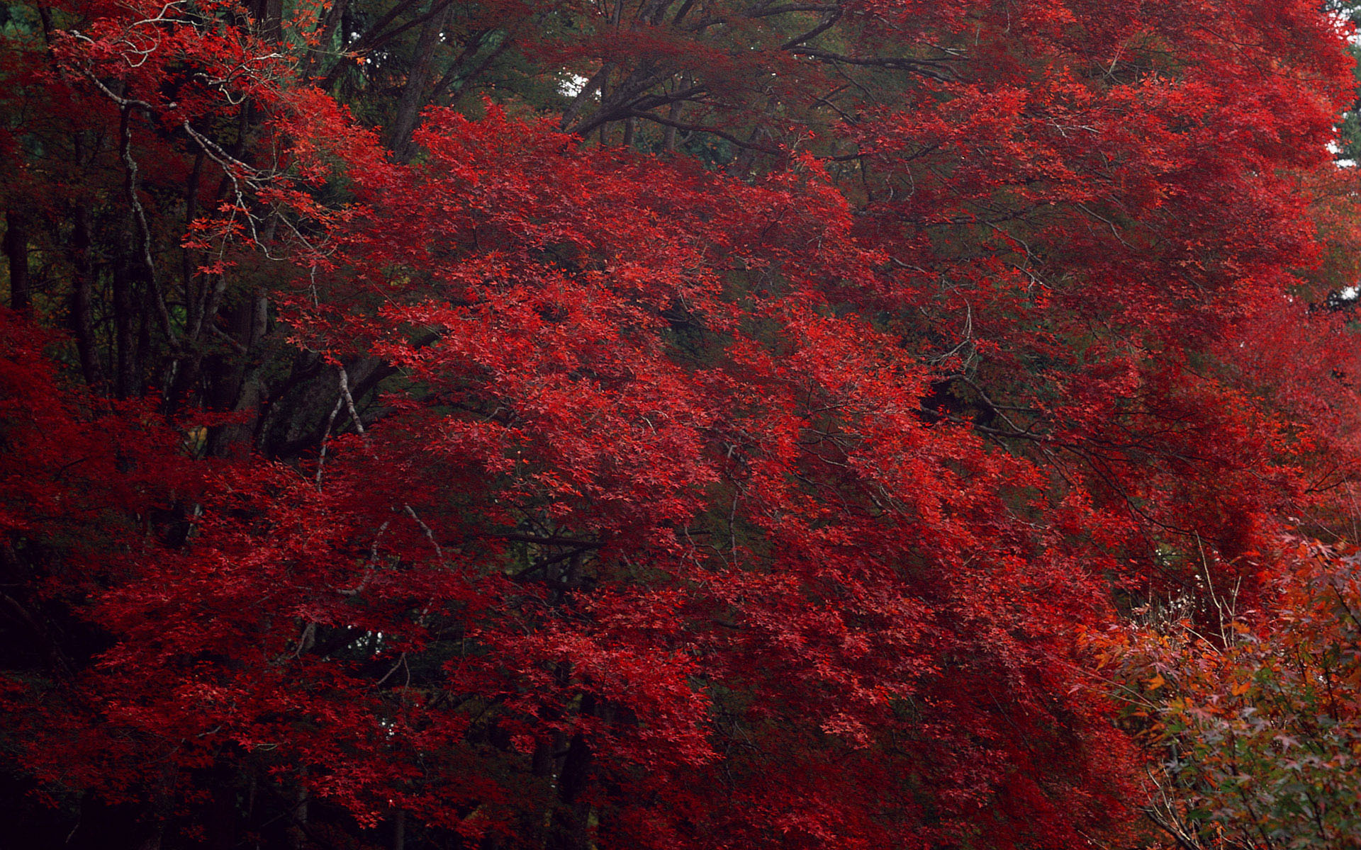 Descarga gratis la imagen Otoño, Tierra/naturaleza en el escritorio de tu PC