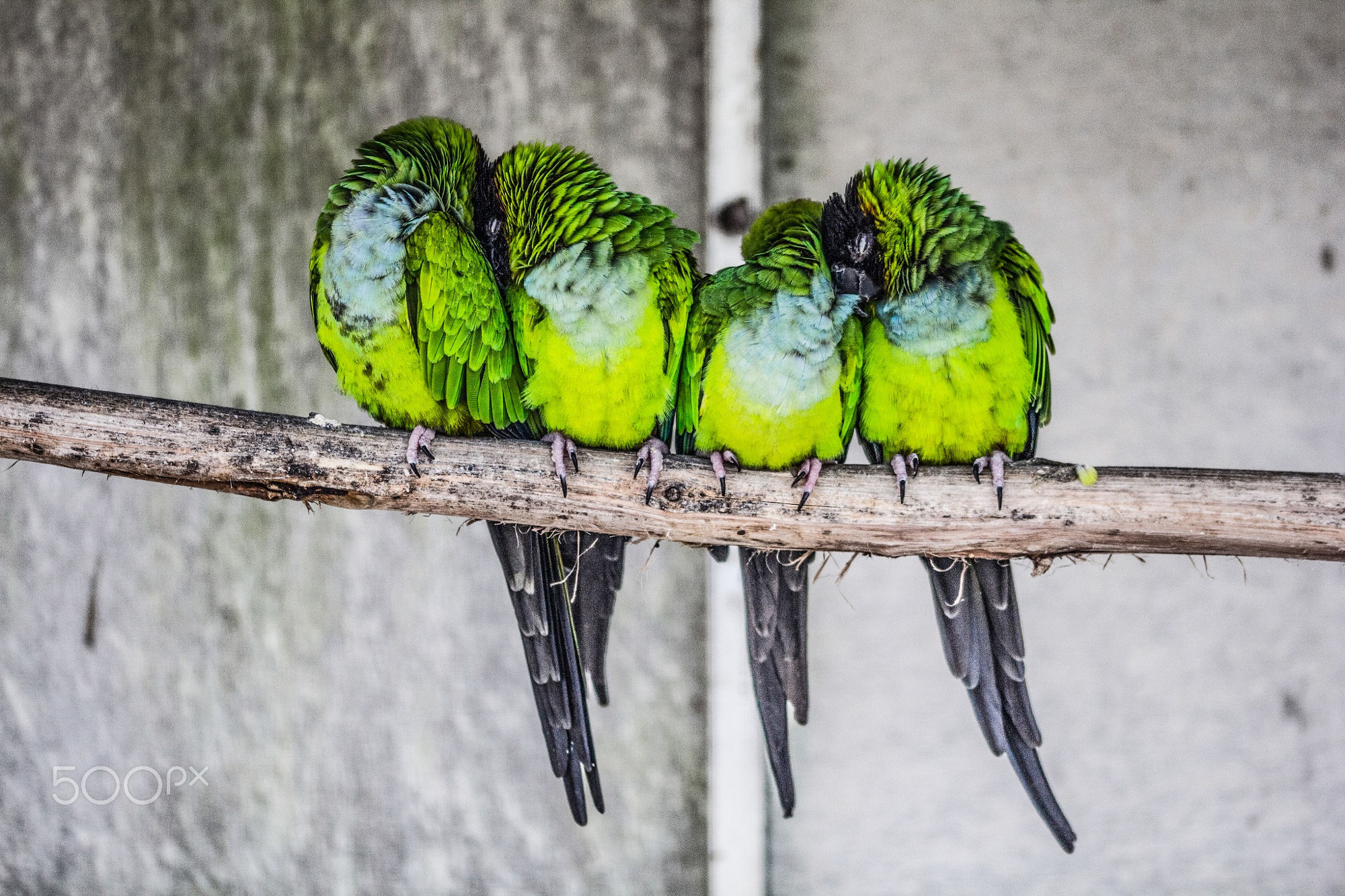 無料モバイル壁紙動物, 鳥, オウムをダウンロードします。