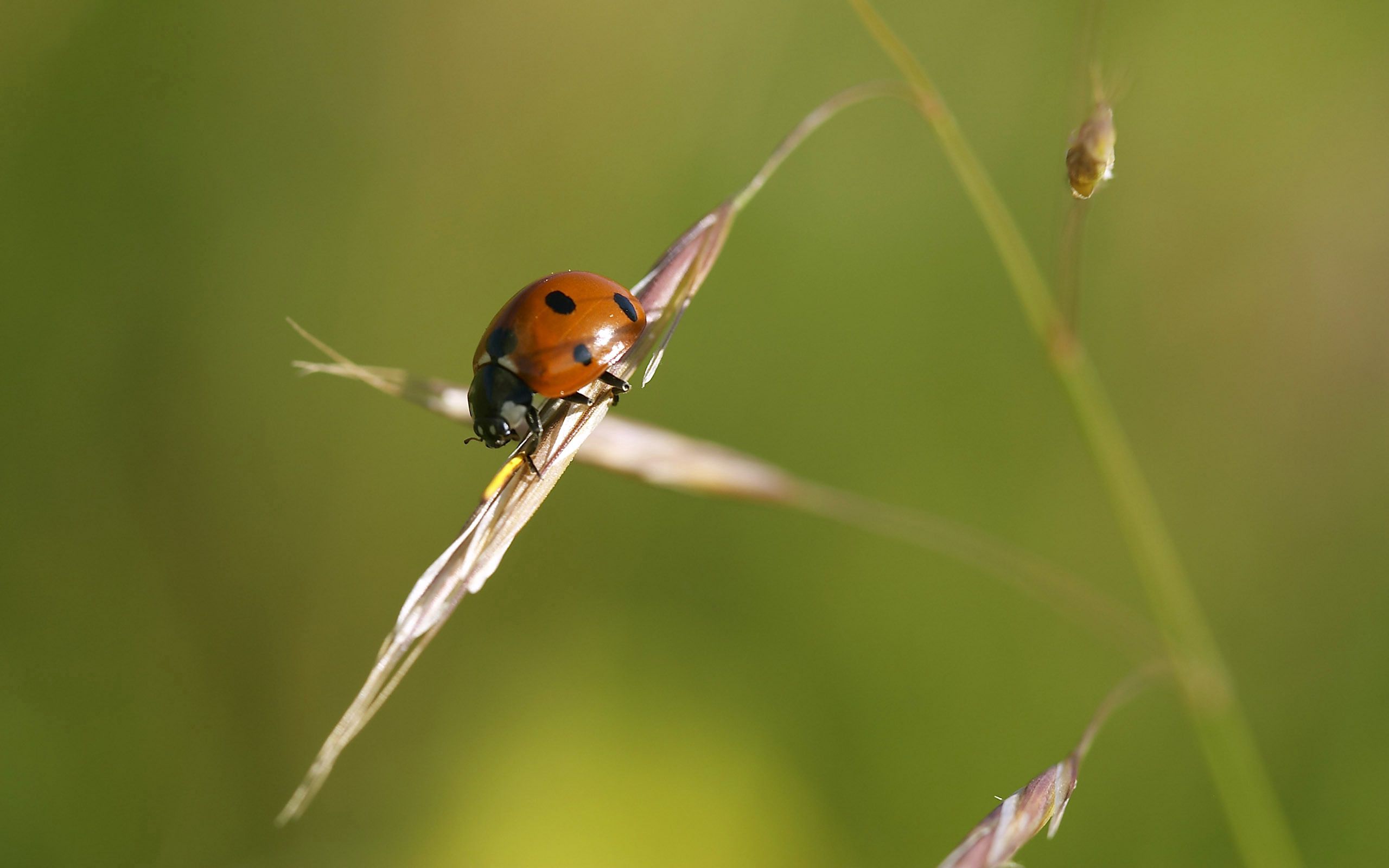 Free download wallpaper Grass, Macro, Insect, Ladybug, Crawl, God's, Cow, God on your PC desktop