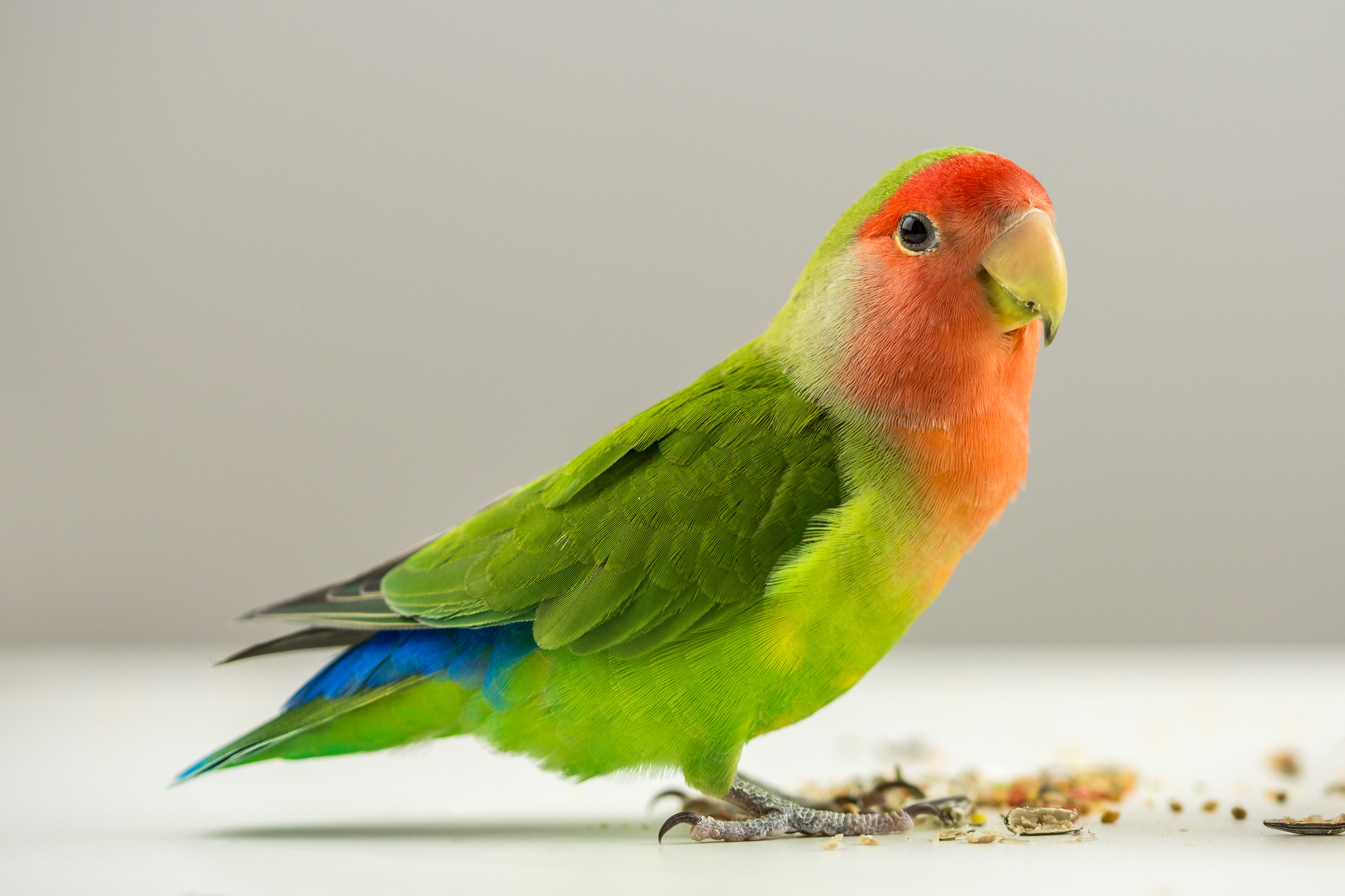 357190 descargar imagen animales, periquito, loro, aves: fondos de pantalla y protectores de pantalla gratis