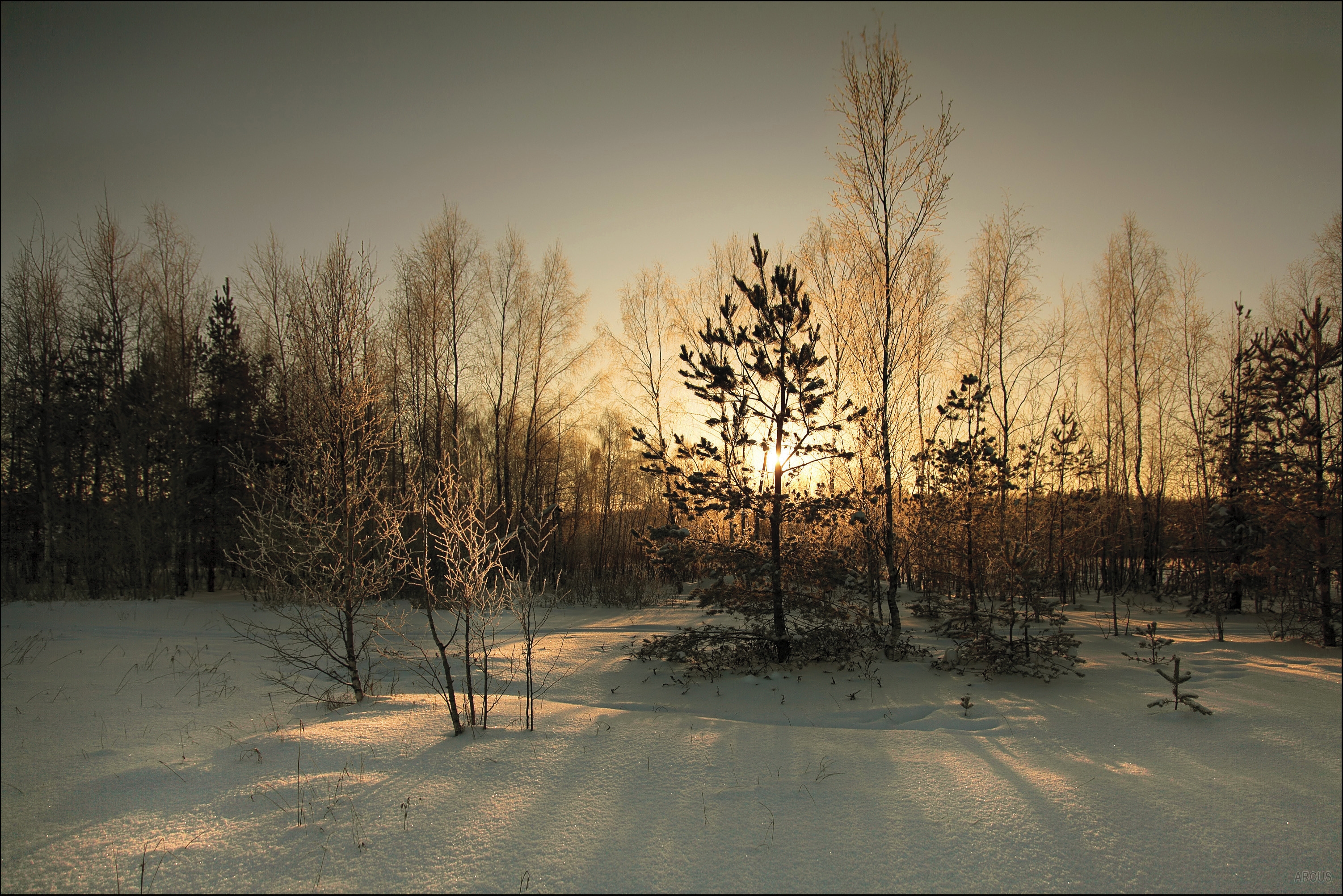 Desktop FHD winter, nature, sun, forest, cover