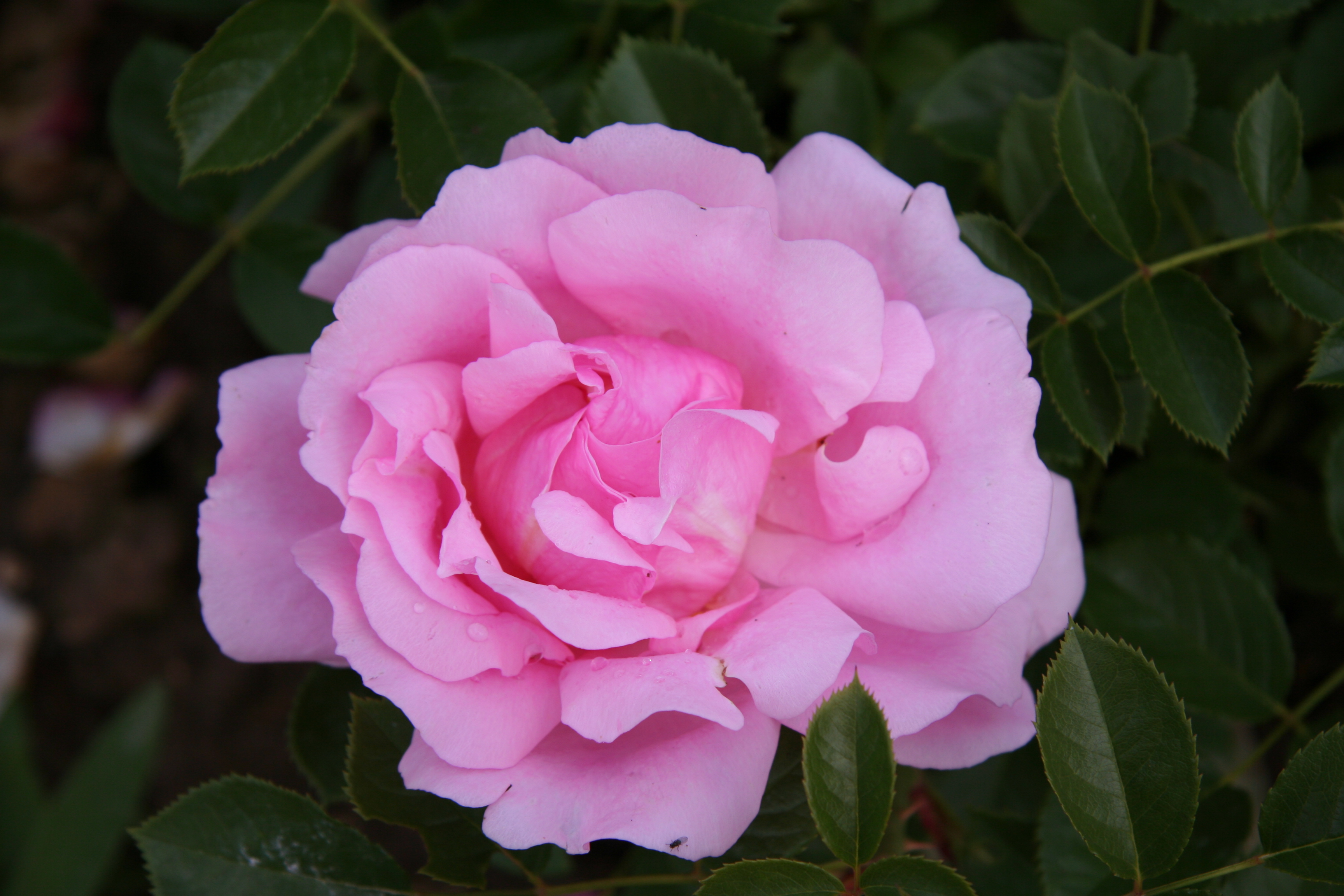 Laden Sie das Blumen, Rose, Erde/natur-Bild kostenlos auf Ihren PC-Desktop herunter