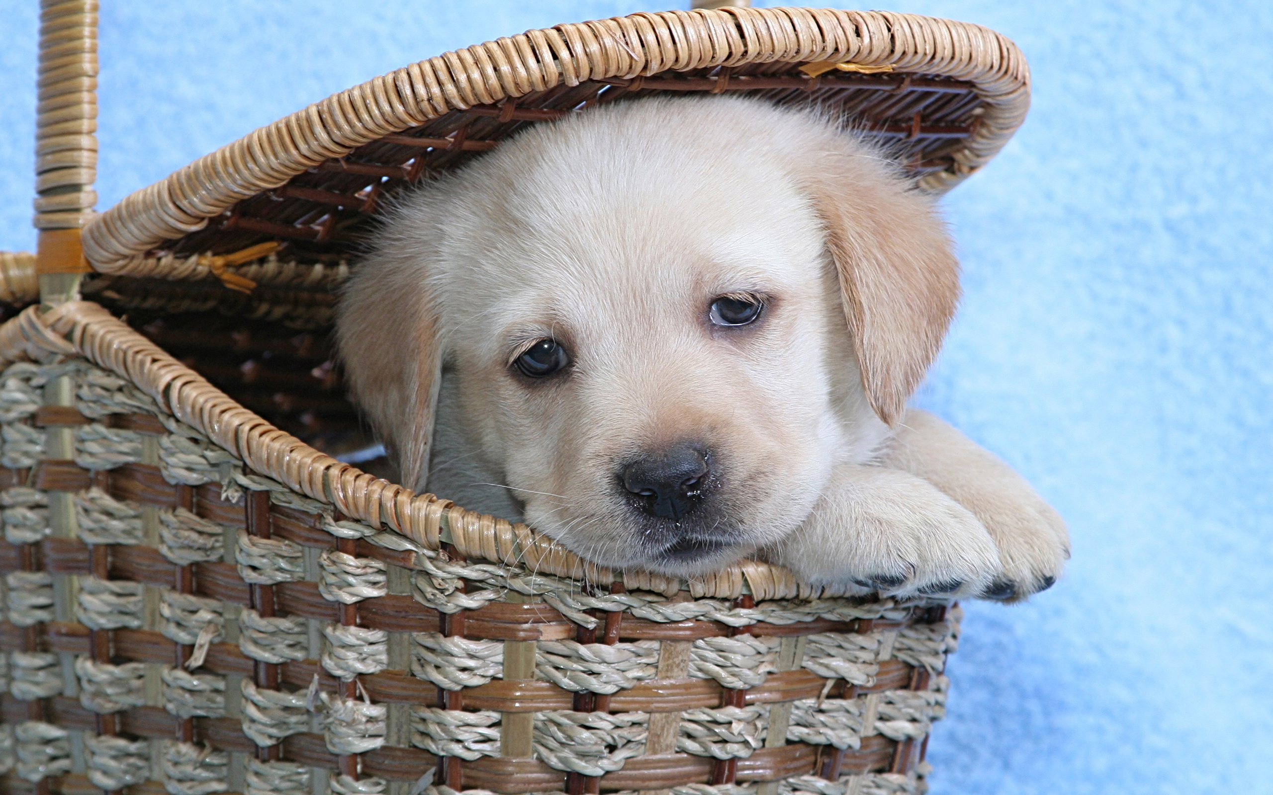 Baixe gratuitamente a imagem Animais, Cães, Cão na área de trabalho do seu PC