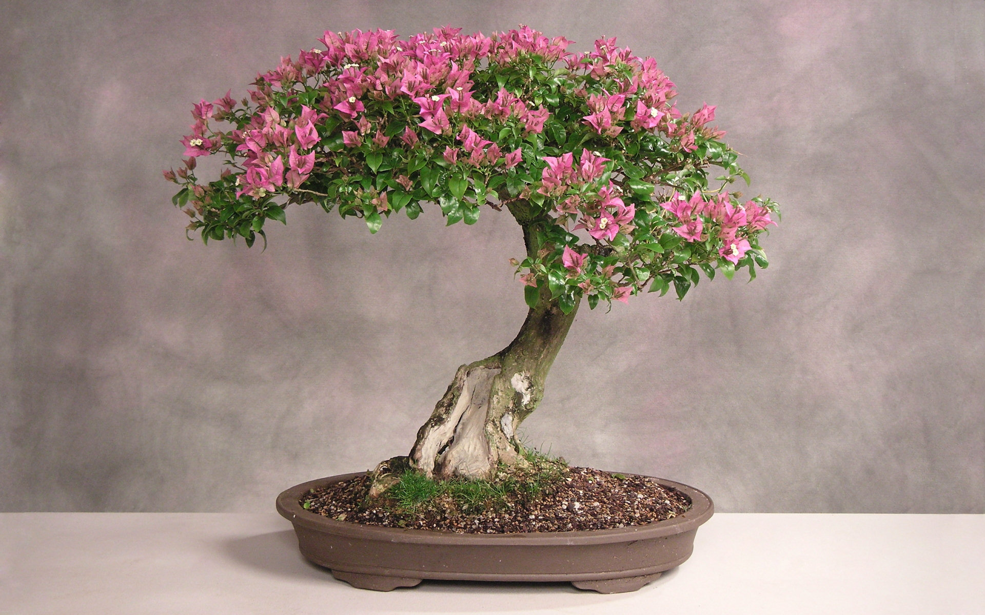 216756 Bild herunterladen erde/natur, bonsai - Hintergrundbilder und Bildschirmschoner kostenlos