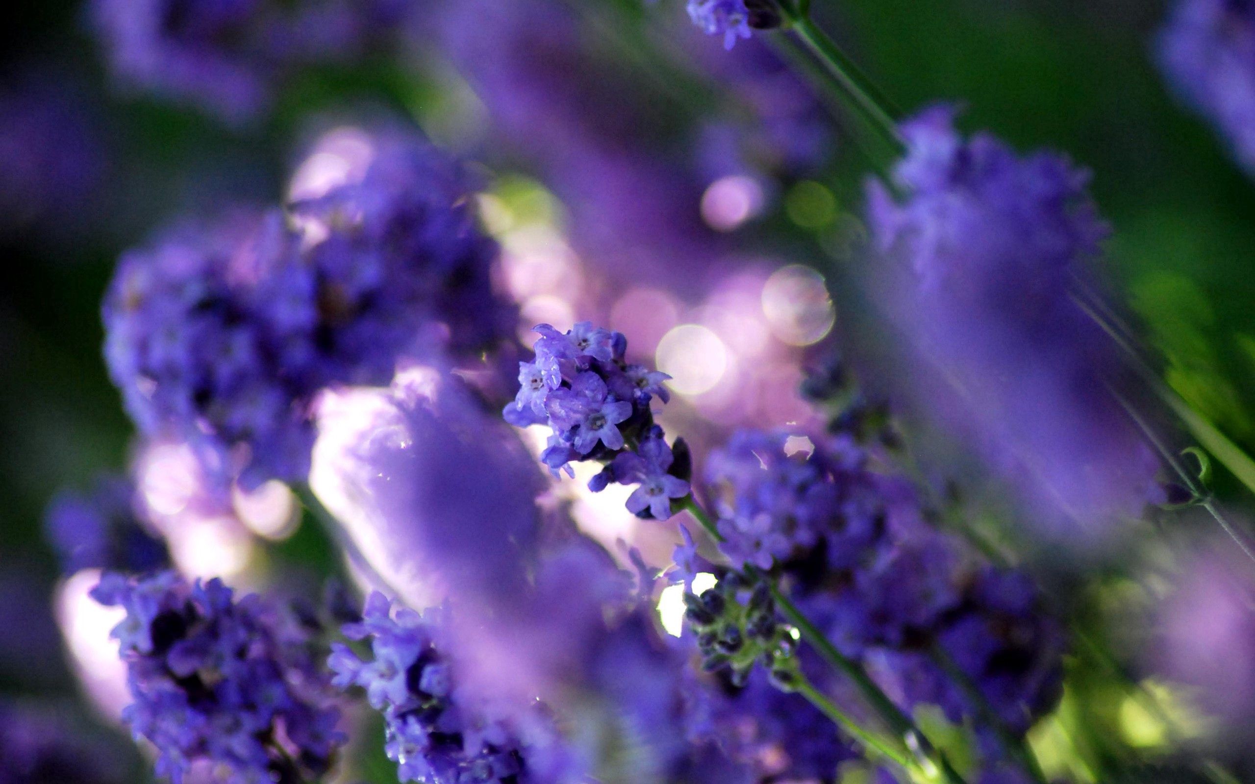Download mobile wallpaper Flower, Macro, Plant, Grass, Violet, Background, Purple for free.