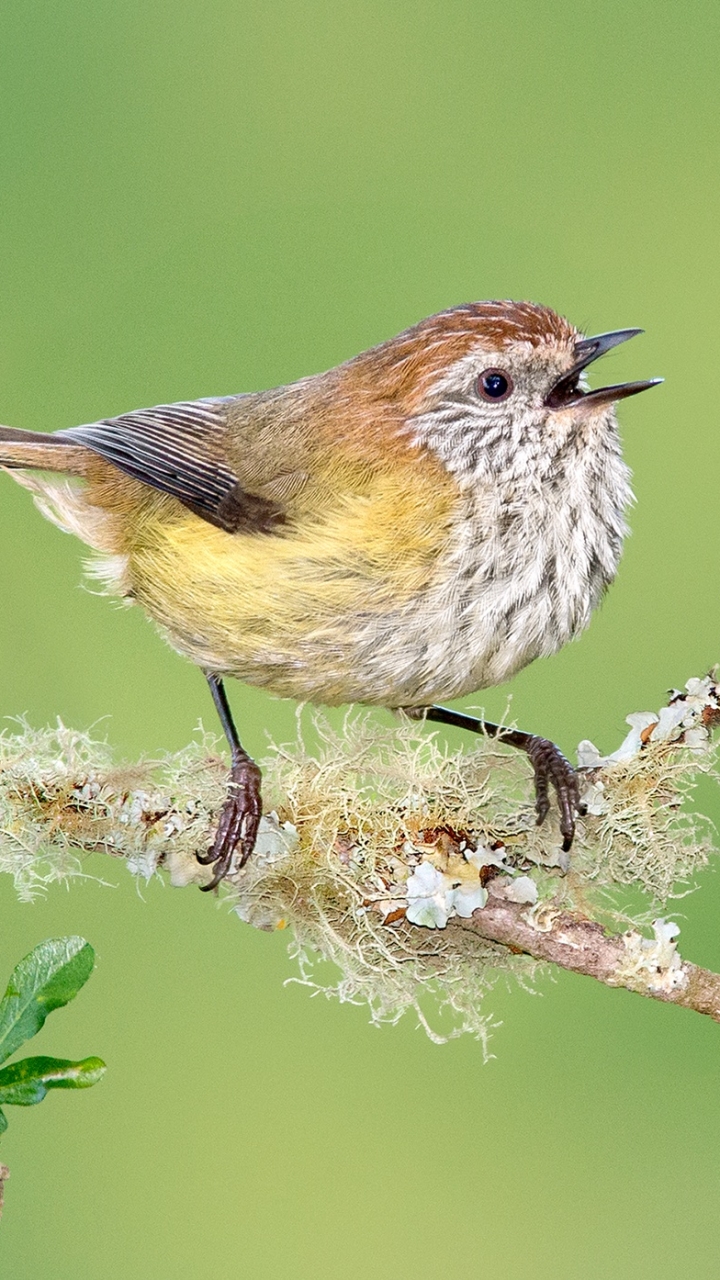 1146921 économiseurs d'écran et fonds d'écran Thornbill Strié sur votre téléphone. Téléchargez  images gratuitement