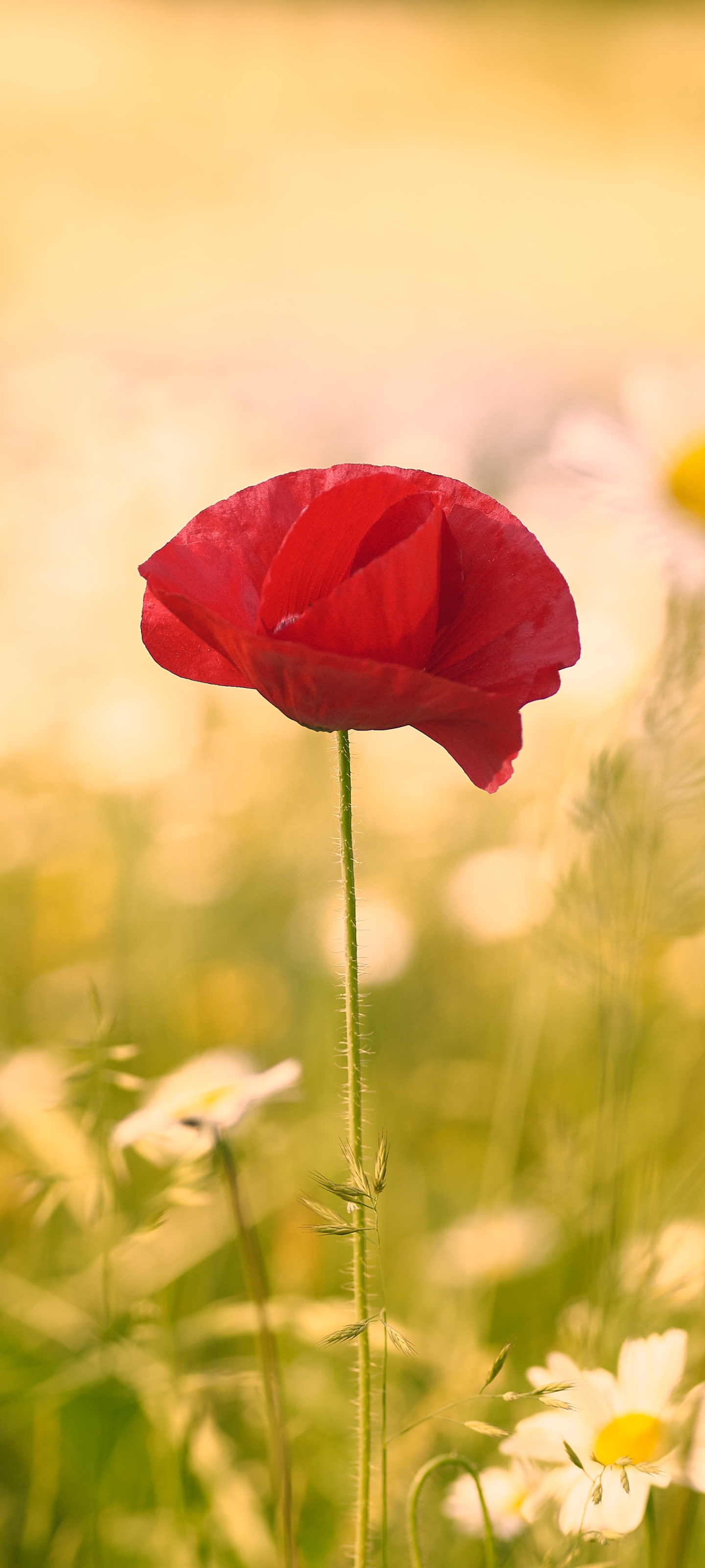 Laden Sie das Blumen, Mohn, Rote Blume, Erde/natur-Bild kostenlos auf Ihren PC-Desktop herunter