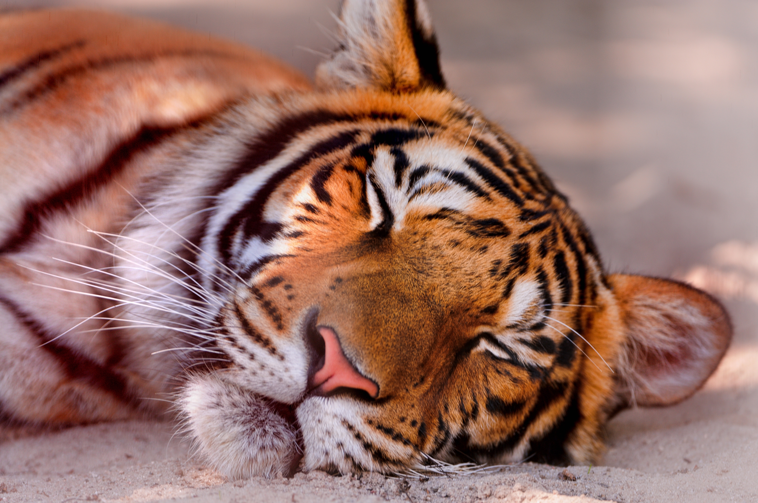 Download mobile wallpaper Tiger, Muzzle, Dream, Predator, Sleep, Animals for free.