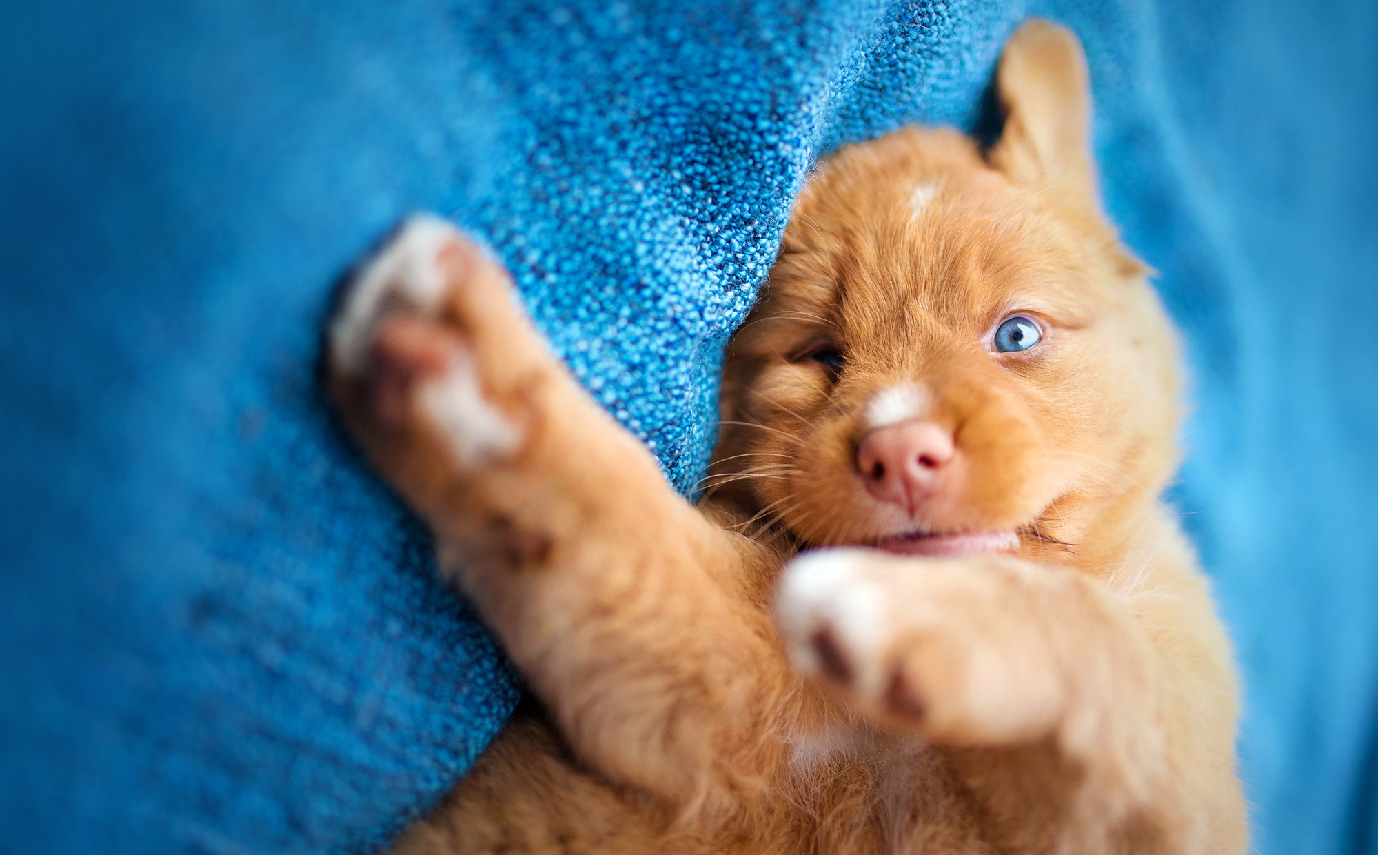 Baixe gratuitamente a imagem Animais, Cães, Cão na área de trabalho do seu PC