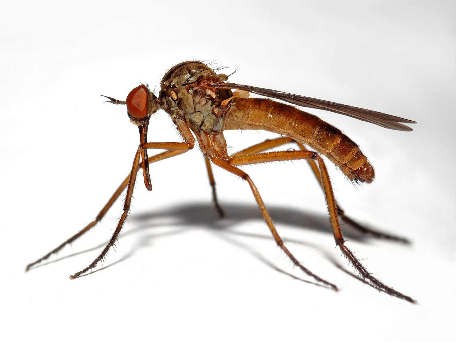 1462365 descargar imagen mosquito, animales, de cerca, insecto, macro: fondos de pantalla y protectores de pantalla gratis