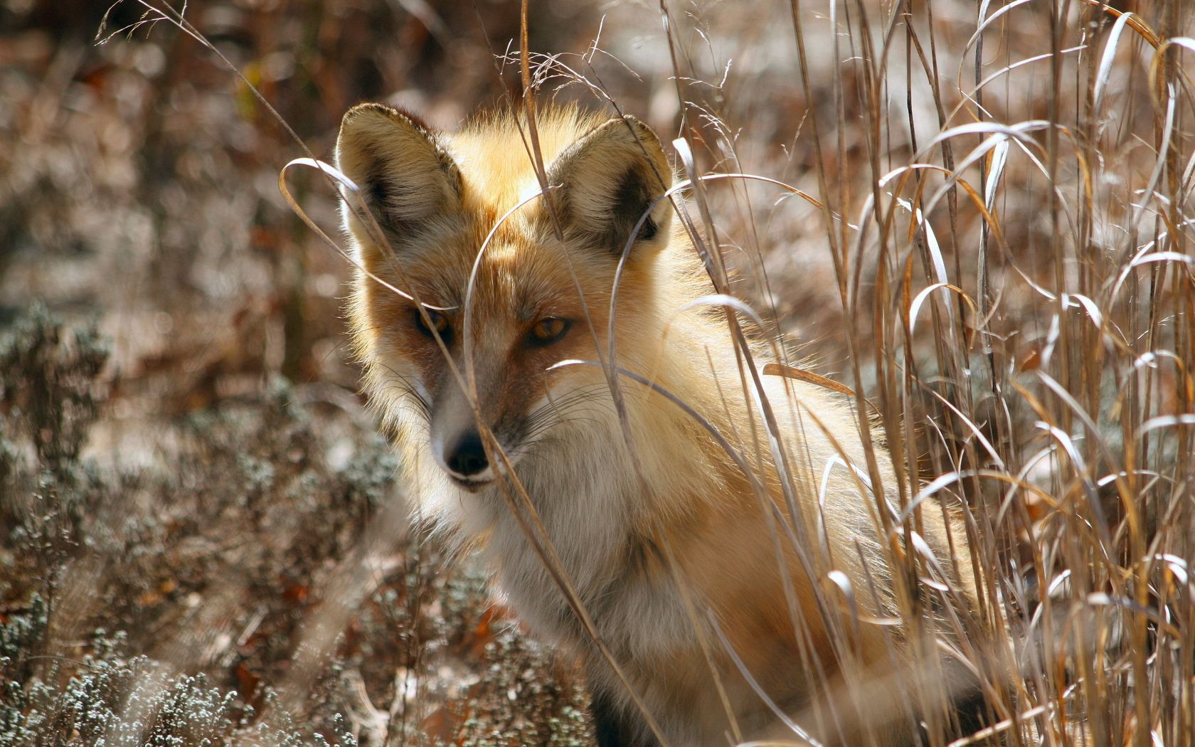 Laden Sie das Grass, Sitzen, Ausblenden, Ein Fuchs, Tiere, Fuchs-Bild kostenlos auf Ihren PC-Desktop herunter