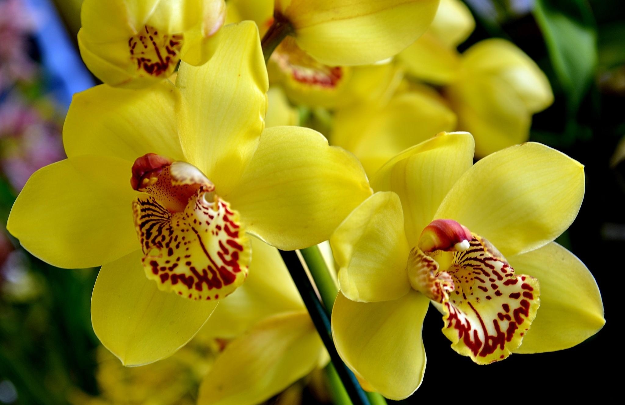 Скачать картинку Желтый, Цветок, Орхидея, Цветы, Яркий в телефон бесплатно.