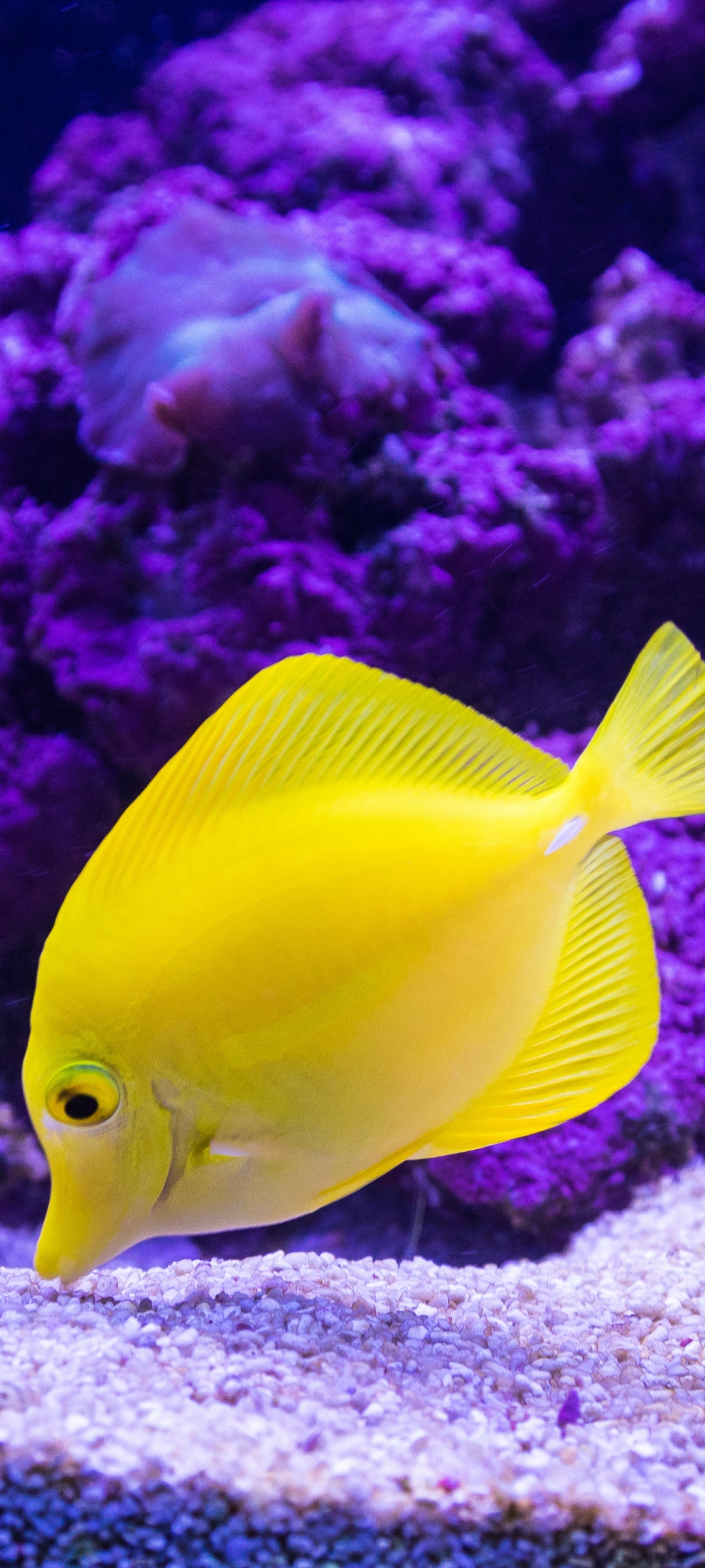 Download mobile wallpaper Fishes, Animal, Fish, Sea Life, Tropical Fish, Yellow Tang for free.