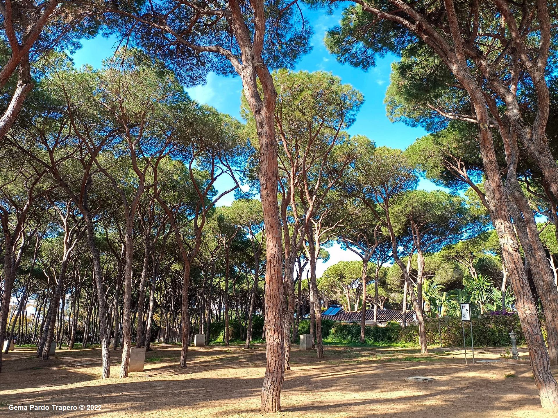 Handy-Wallpaper Bäume, Kiefer, Baum, Spanien, Camping, Erde/natur kostenlos herunterladen.