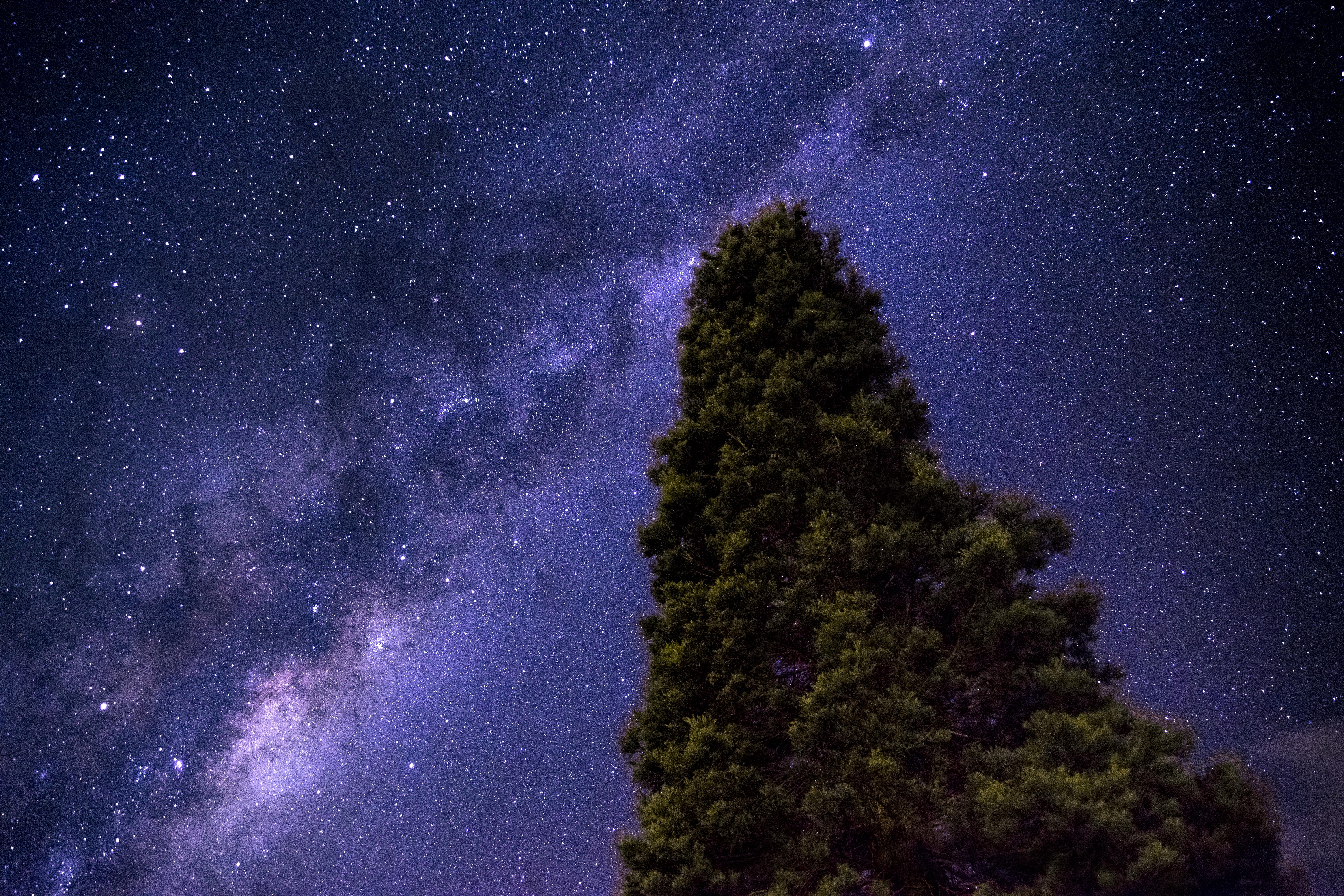 Free download wallpaper Tree, Nature, Stars, Wood, Starry Sky, Milky Way on your PC desktop