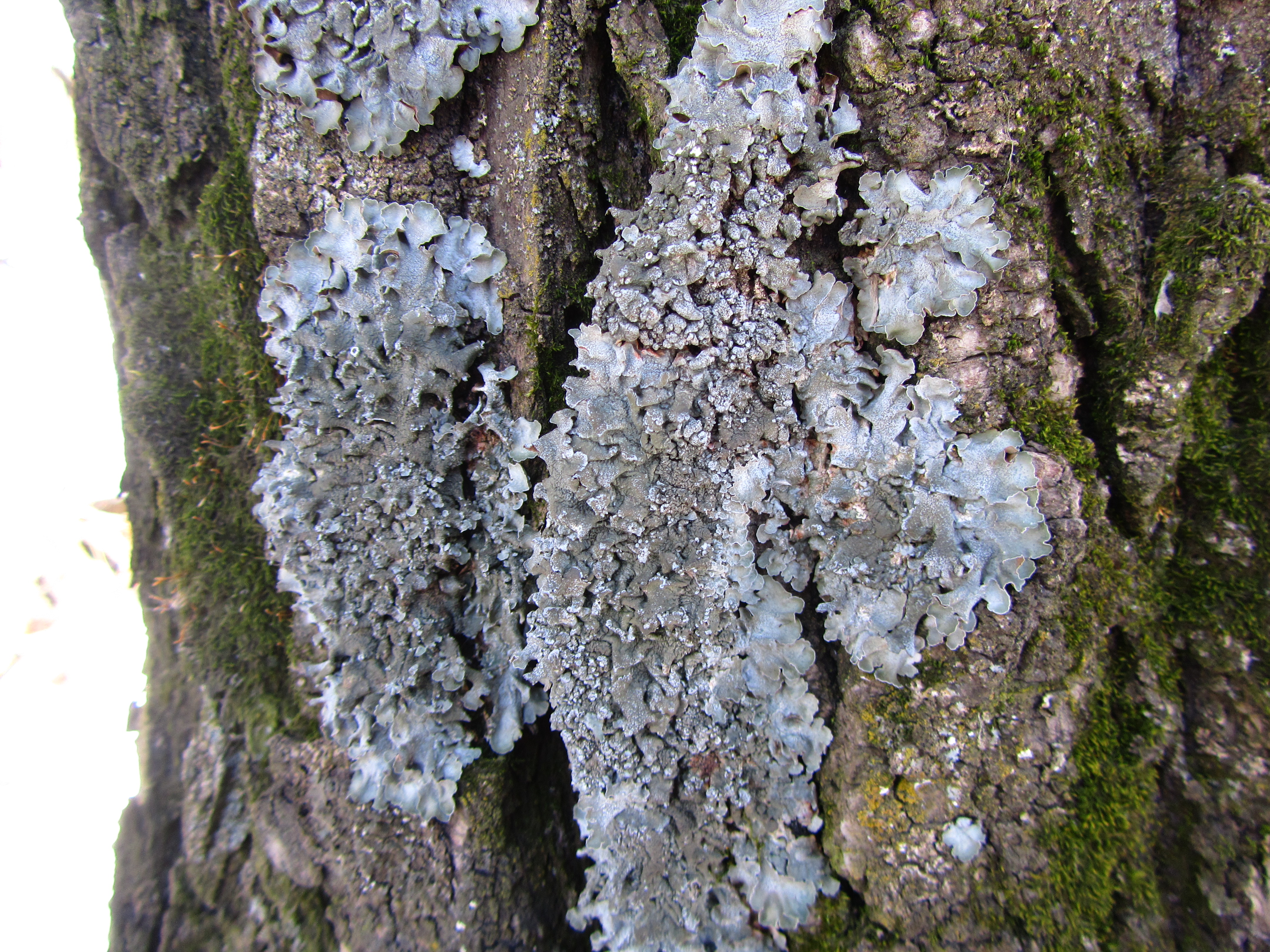 Téléchargez des papiers peints mobile Mousse, Terre/nature gratuitement.