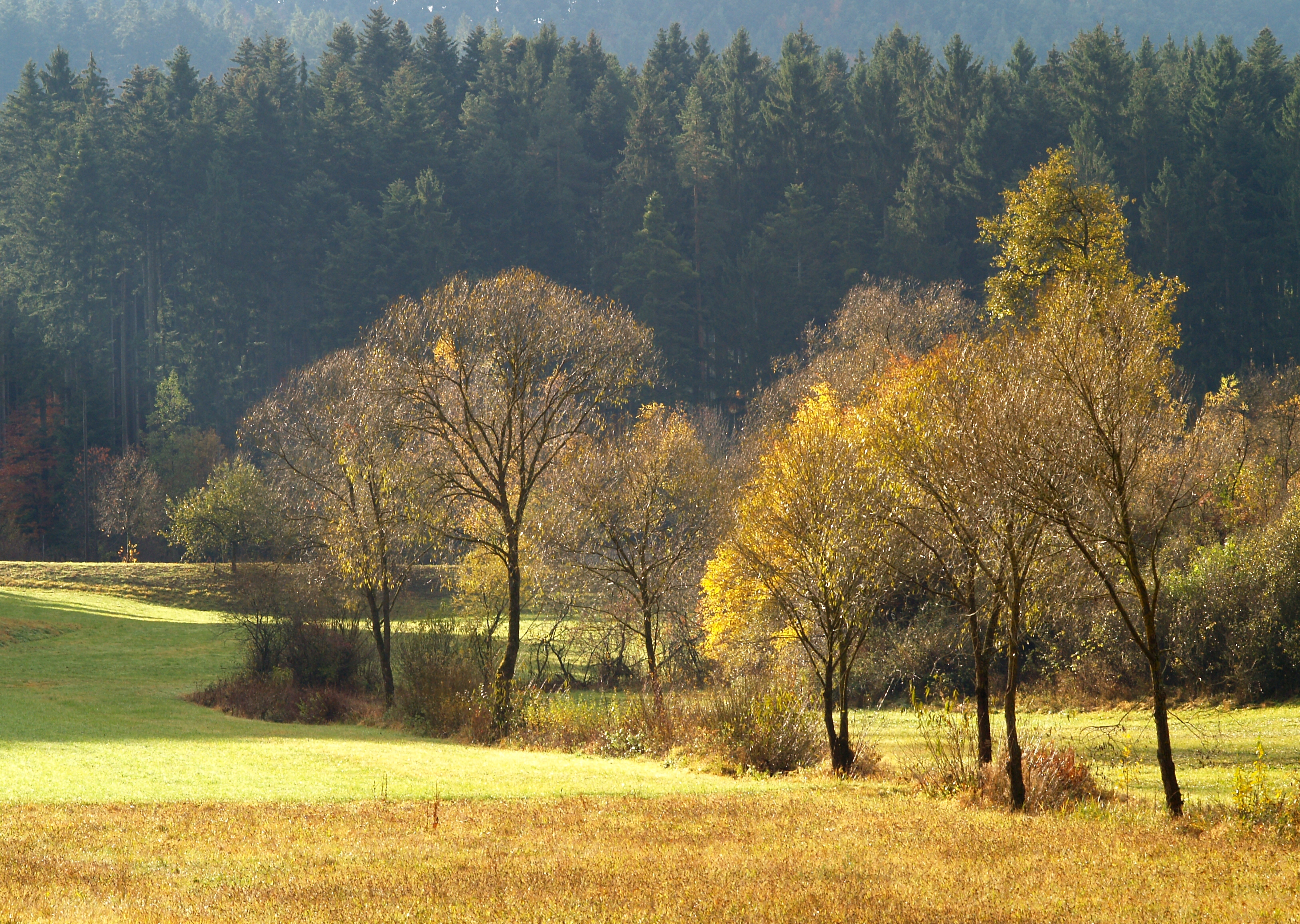 autumn, golden, nature, trees, gold, conifers, coniferous, forest, field