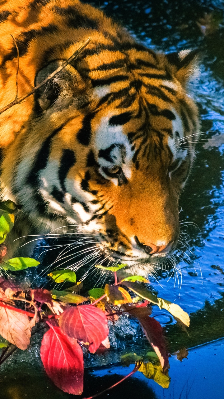 Download mobile wallpaper Cats, Tiger, Animal for free.