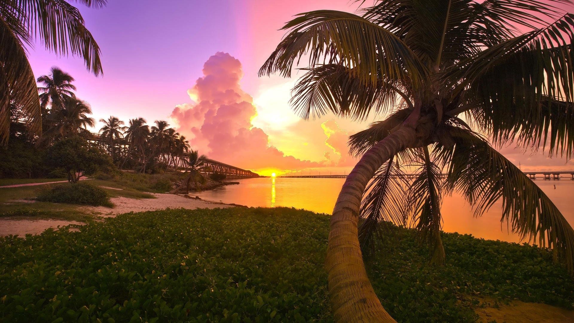 palm, nature, sunset, shore, bank, bridge, evening Phone Background