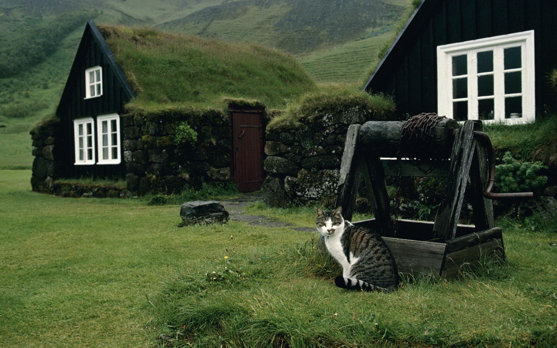 Скачать обои бесплатно Животные, Кошка, Исландия, Кошки картинка на рабочий стол ПК