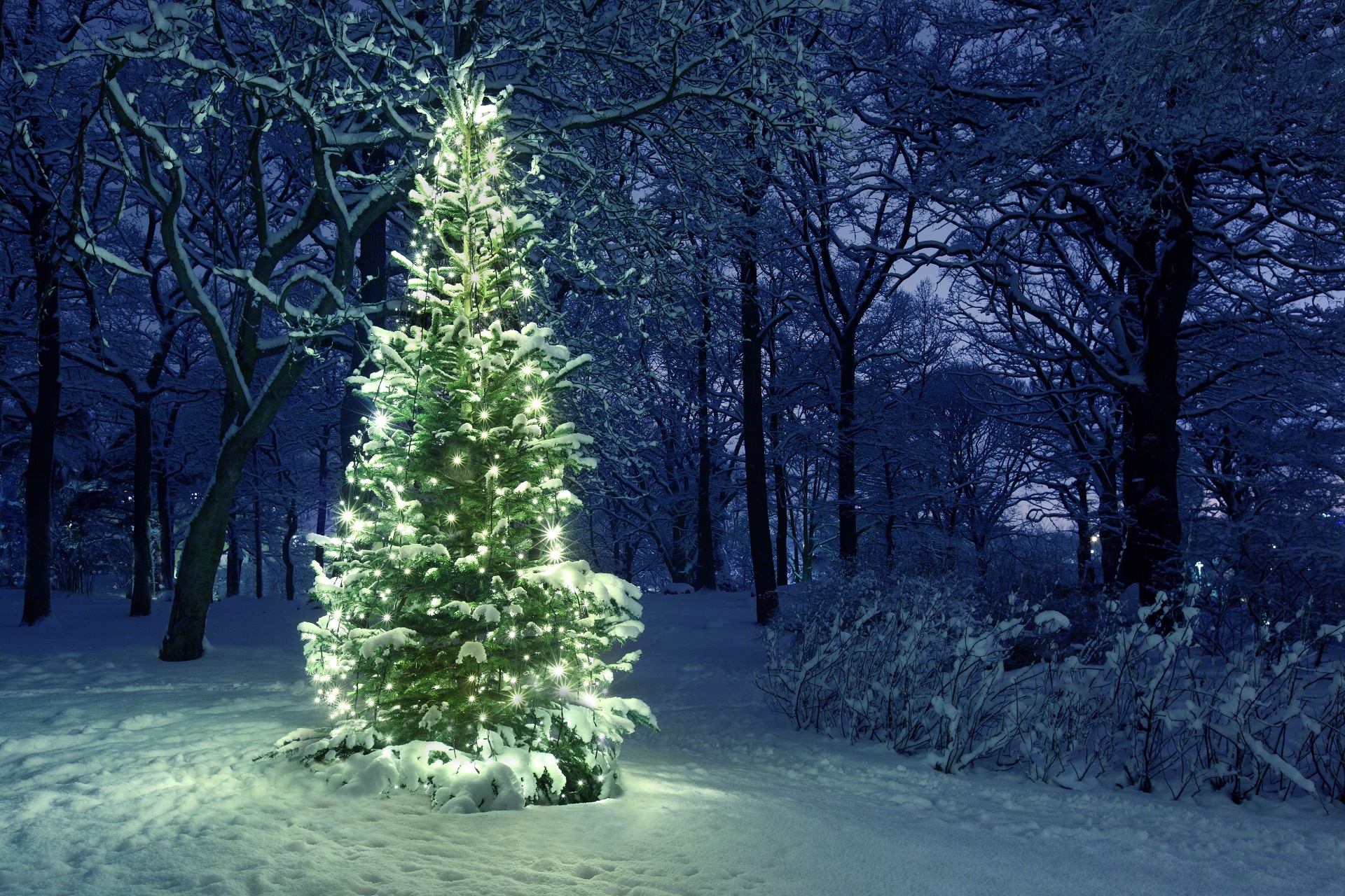 Скачать обои бесплатно Зима, Снег, Рождество, Рождественская Елка, Праздничные картинка на рабочий стол ПК