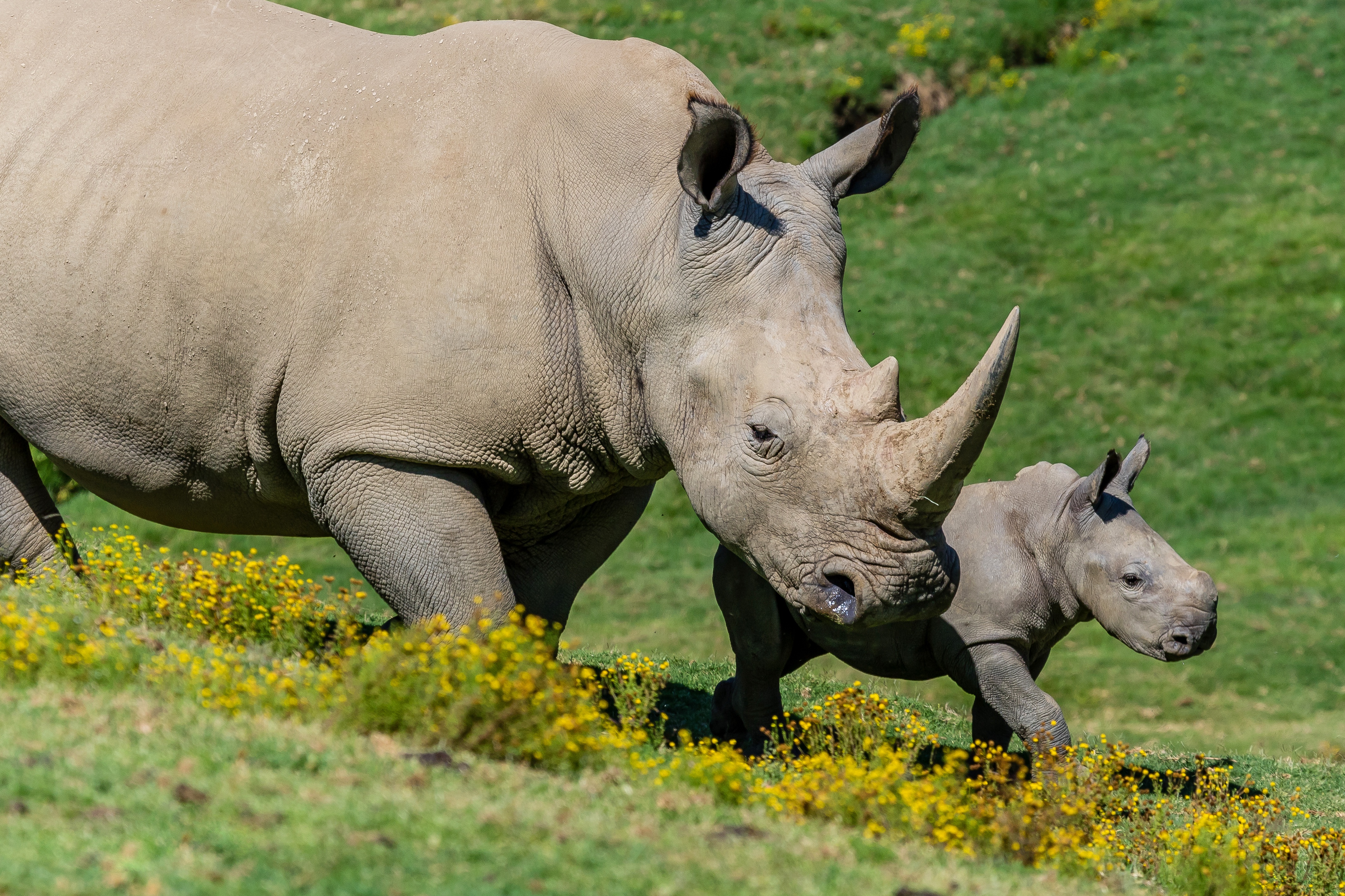 Free download wallpaper Animal, Rhinoceros, Baby Animal, Rhino on your PC desktop