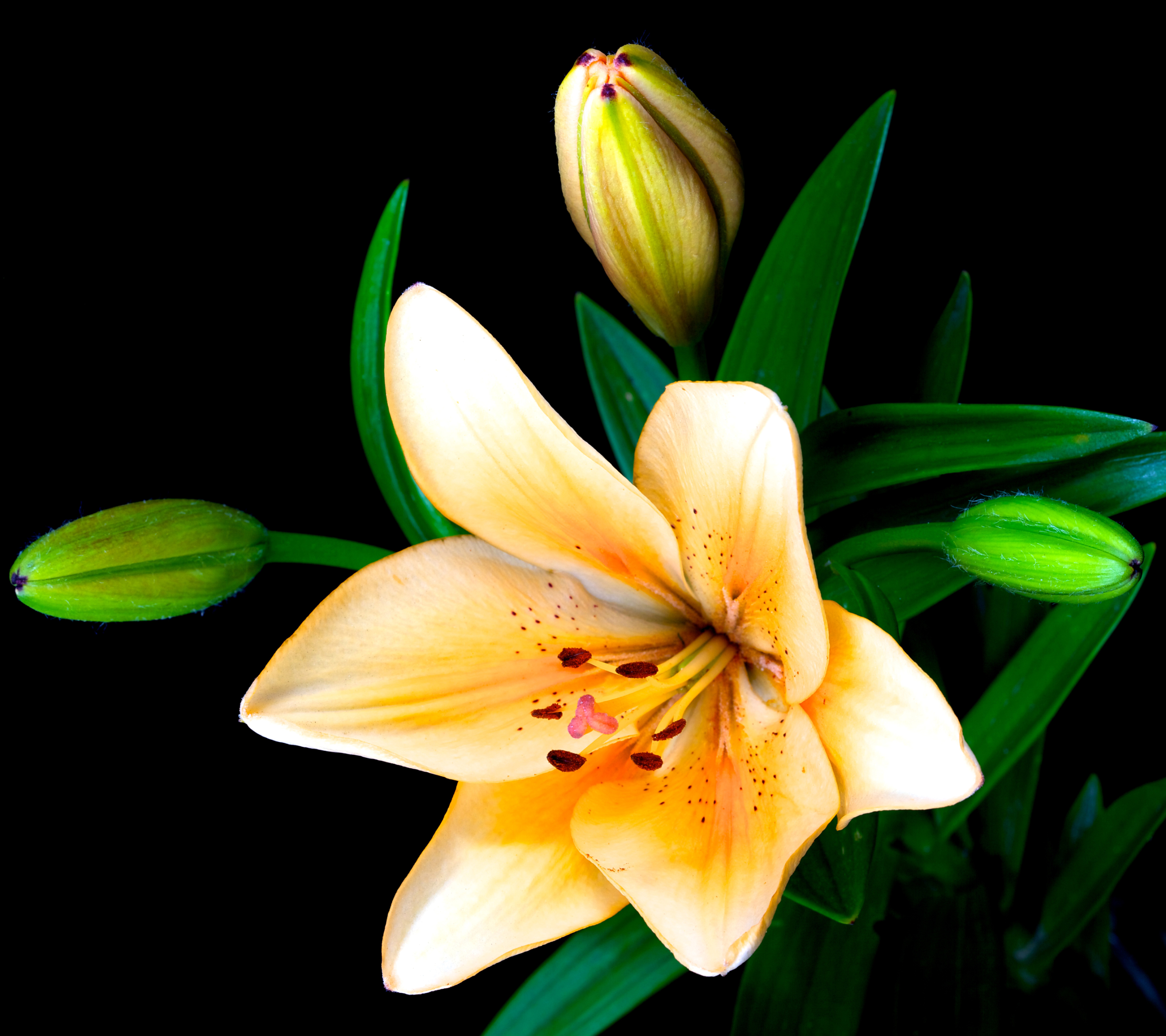 Téléchargez gratuitement l'image Fleurs, Fleur, Fermer, Terre, Lys, Terre/nature sur le bureau de votre PC