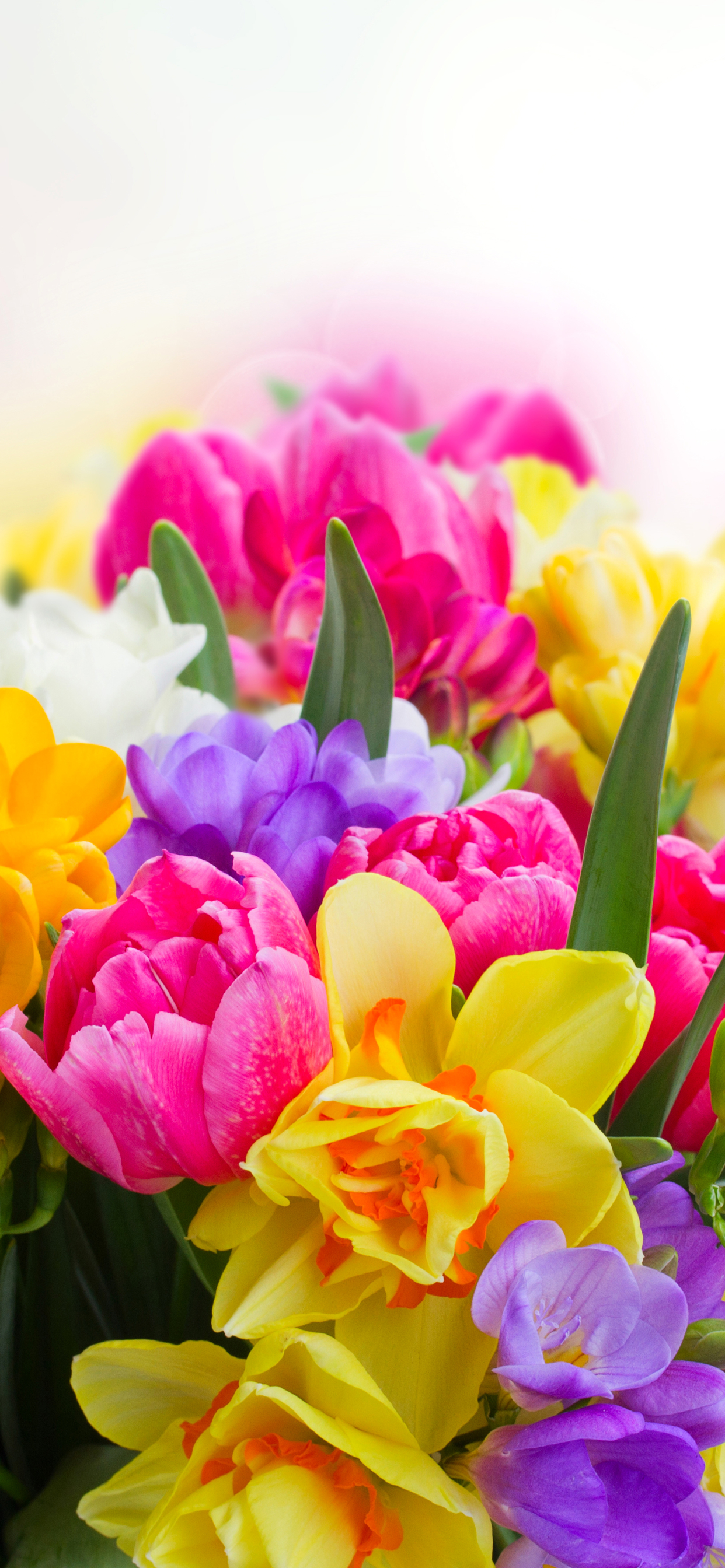 Handy-Wallpaper Blumen, Blume, Farben, Bunt, Gelbe Blume, Lila Blume, Erde/natur, Pinke Blume kostenlos herunterladen.