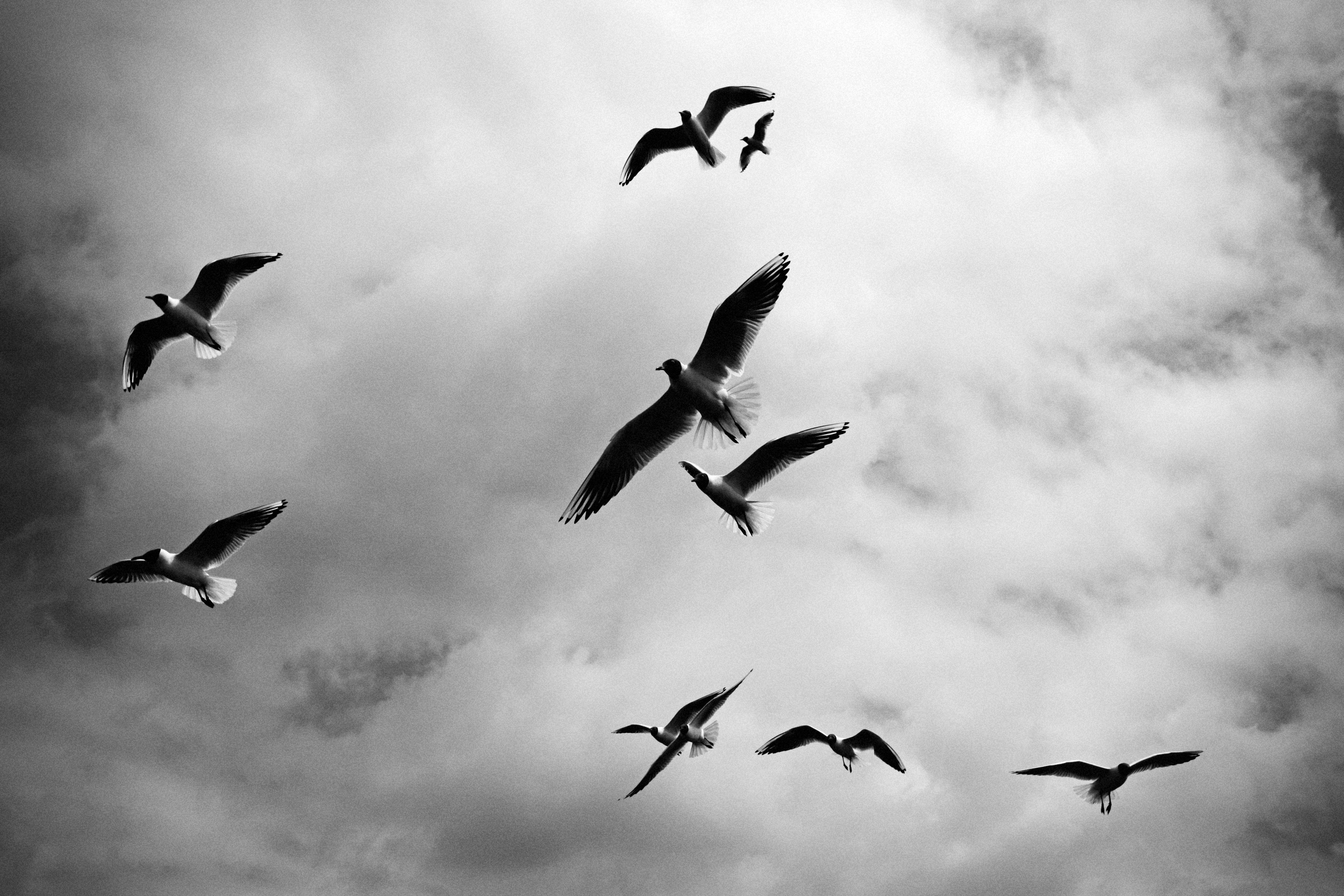 108109 скачать картинку птицы, животные, небо, облака, полет, чб - обои и заставки бесплатно
