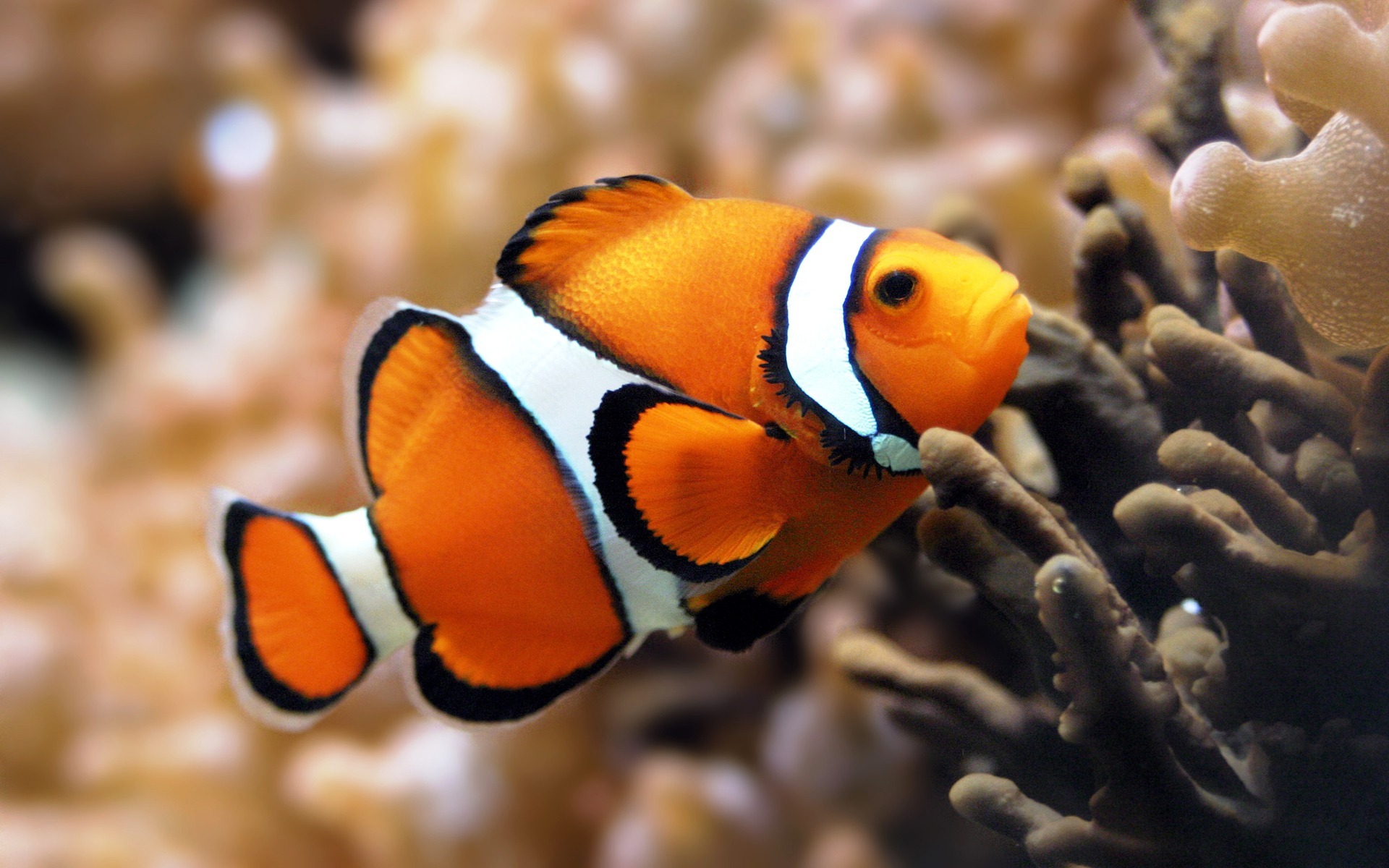 231755 descargar imagen animales, pez payaso, pez, peces: fondos de pantalla y protectores de pantalla gratis