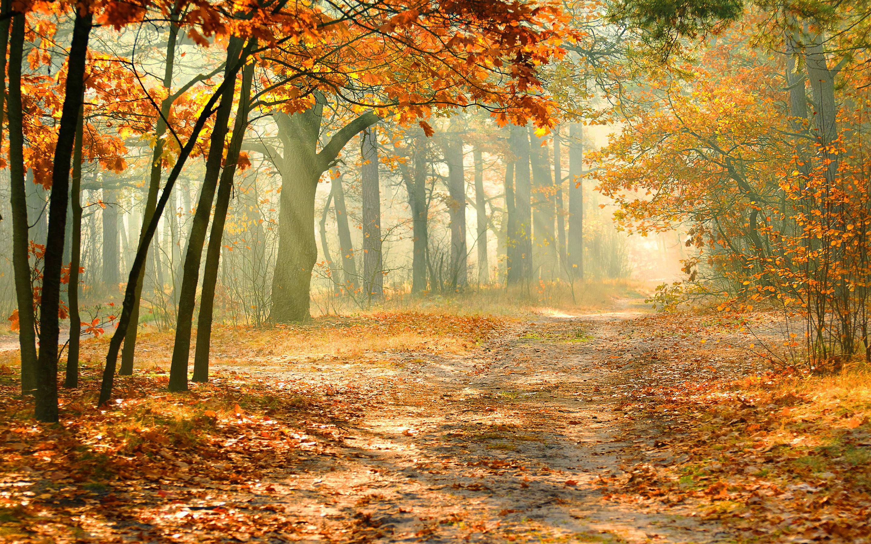 Скачать обои бесплатно Природа, Осень, Дорога, Лес, Дерево, Солнечный Луч, Земля/природа картинка на рабочий стол ПК