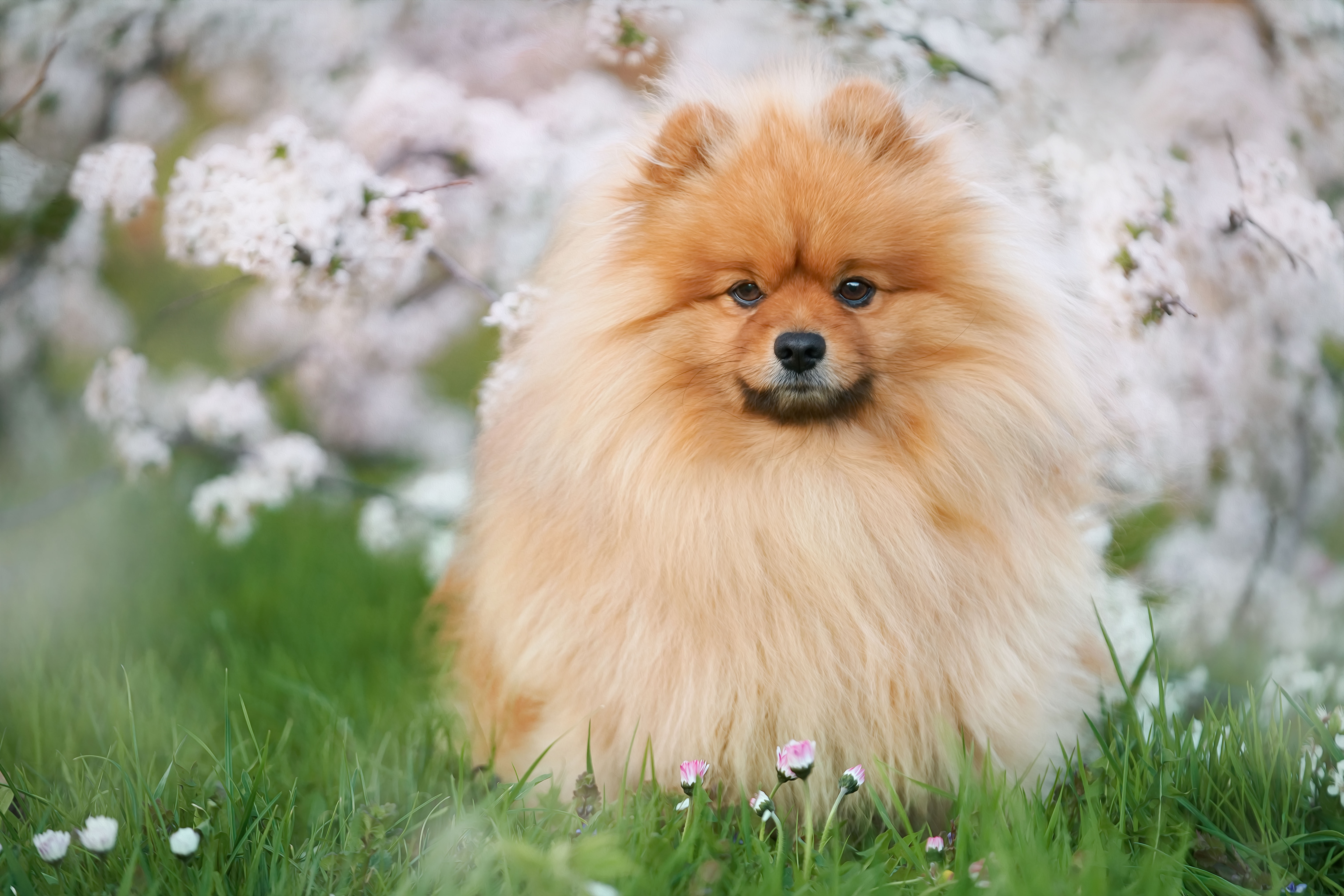 Download mobile wallpaper Dogs, Animal, Spitz, Pomeranian for free.
