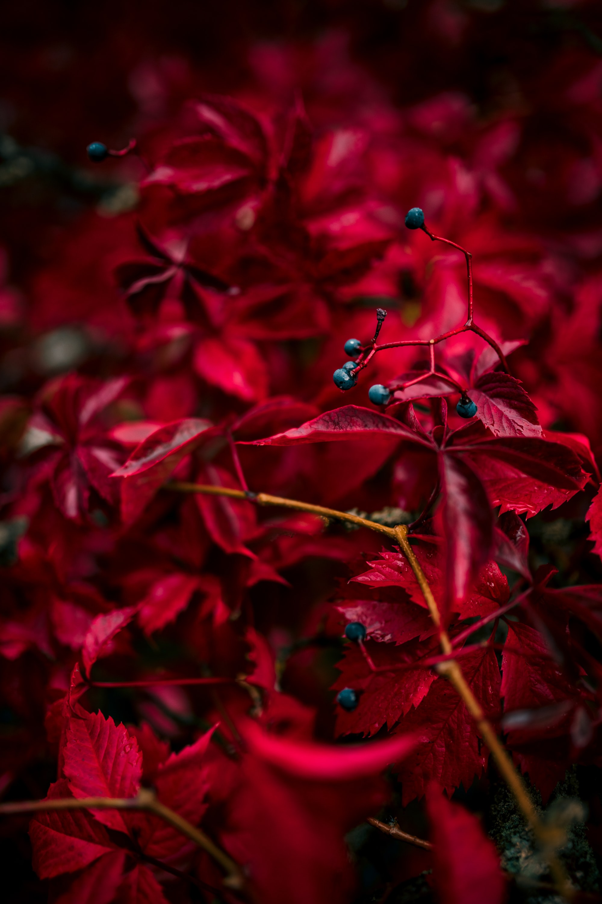 Скачать картинку Жилки, Красный, Листья, Ягода, Осень, Природа в телефон бесплатно.