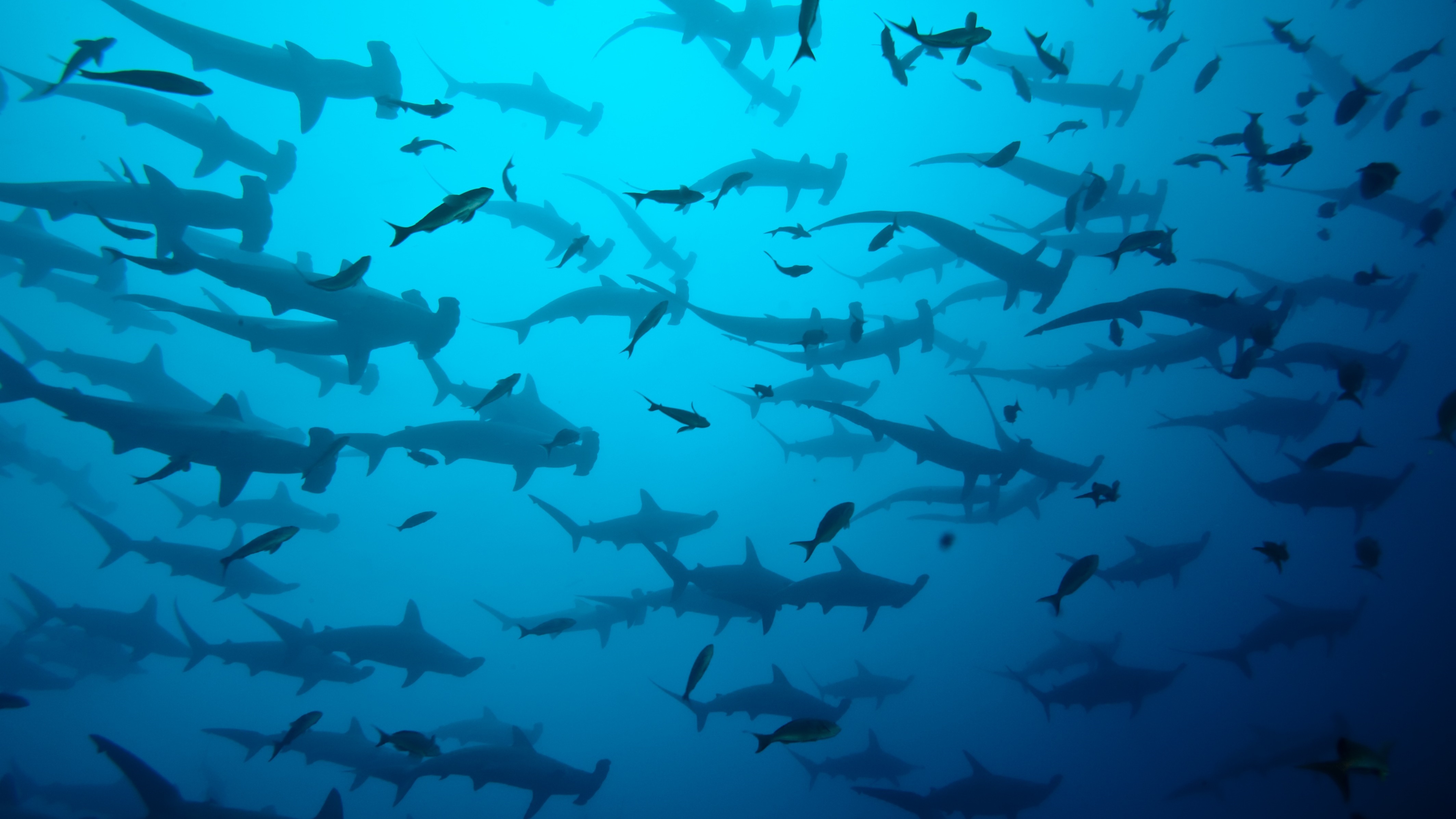 479656画像をダウンロード動物, シュモクザメ, 鮫, 水中, サメ-壁紙とスクリーンセーバーを無料で