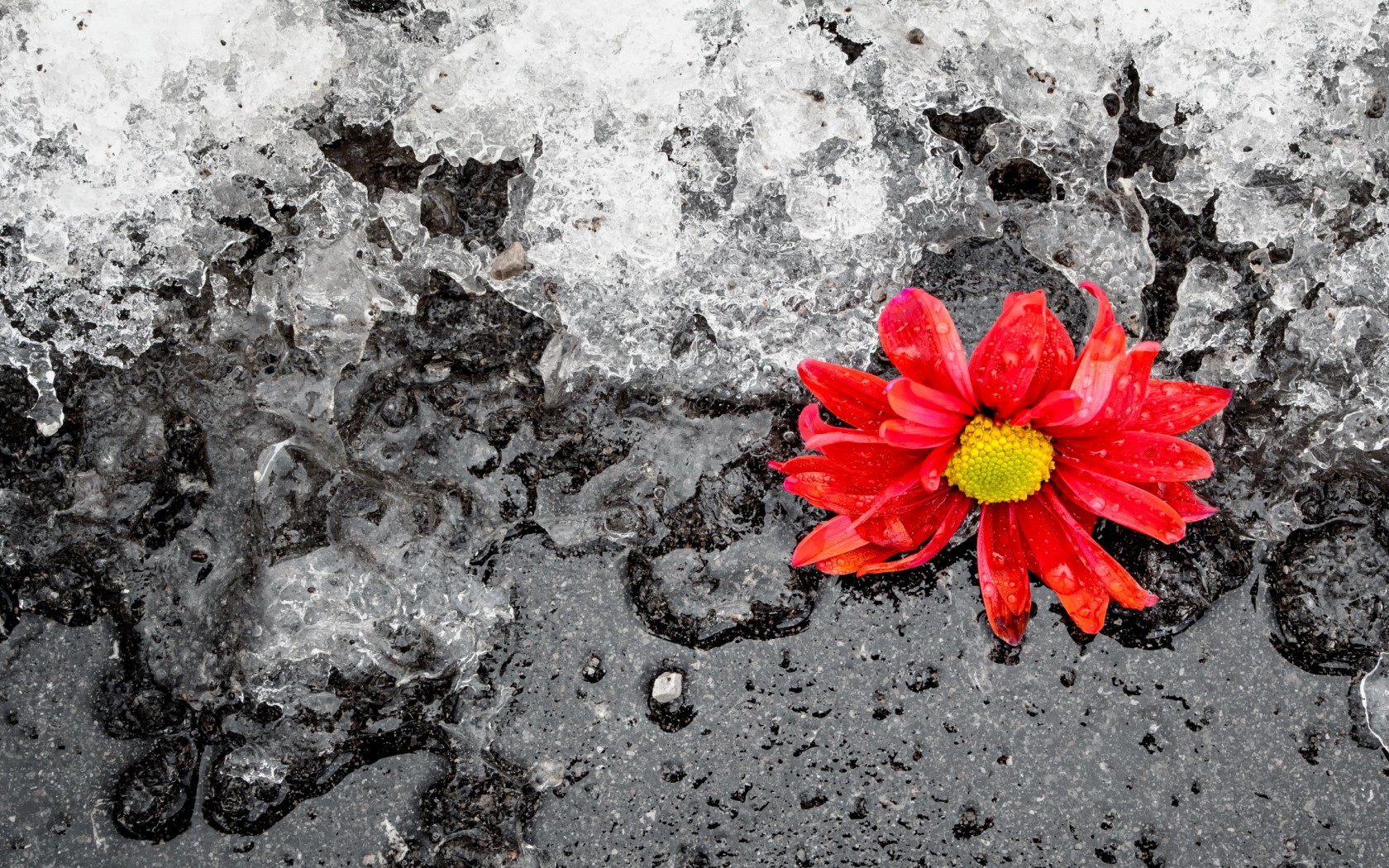 Descarga gratis la imagen Flores, Flor, Tierra/naturaleza en el escritorio de tu PC