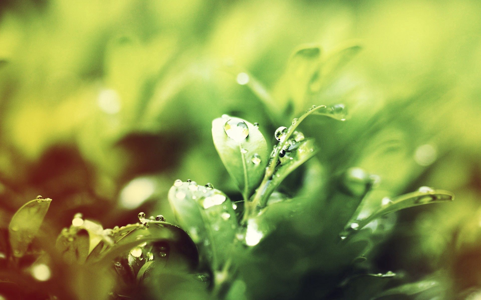 Download mobile wallpaper Macro, Grass, Drops, Dew, Water, Morning for free.