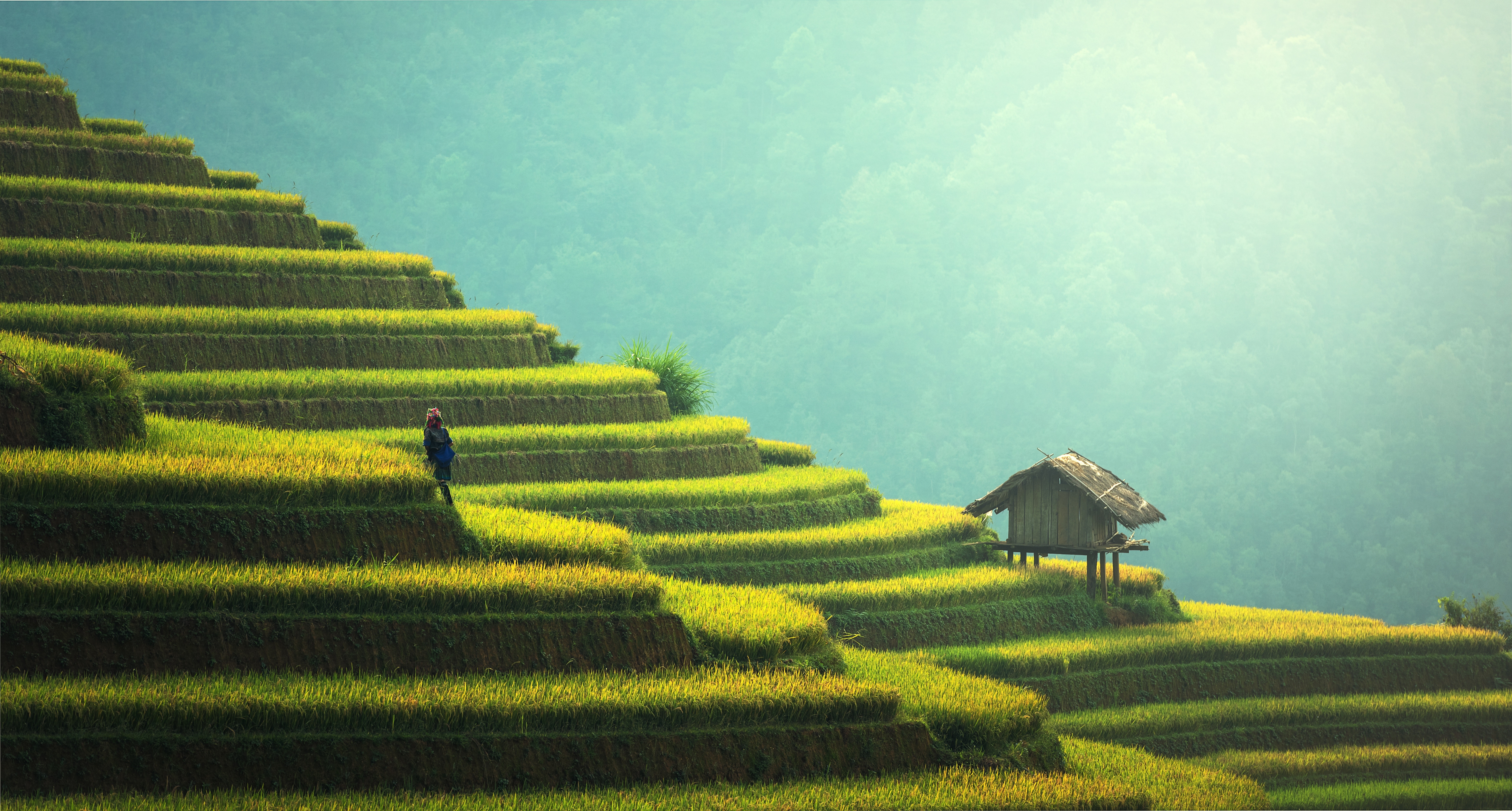 Laden Sie das Menschengemacht, Reisterrasse-Bild kostenlos auf Ihren PC-Desktop herunter