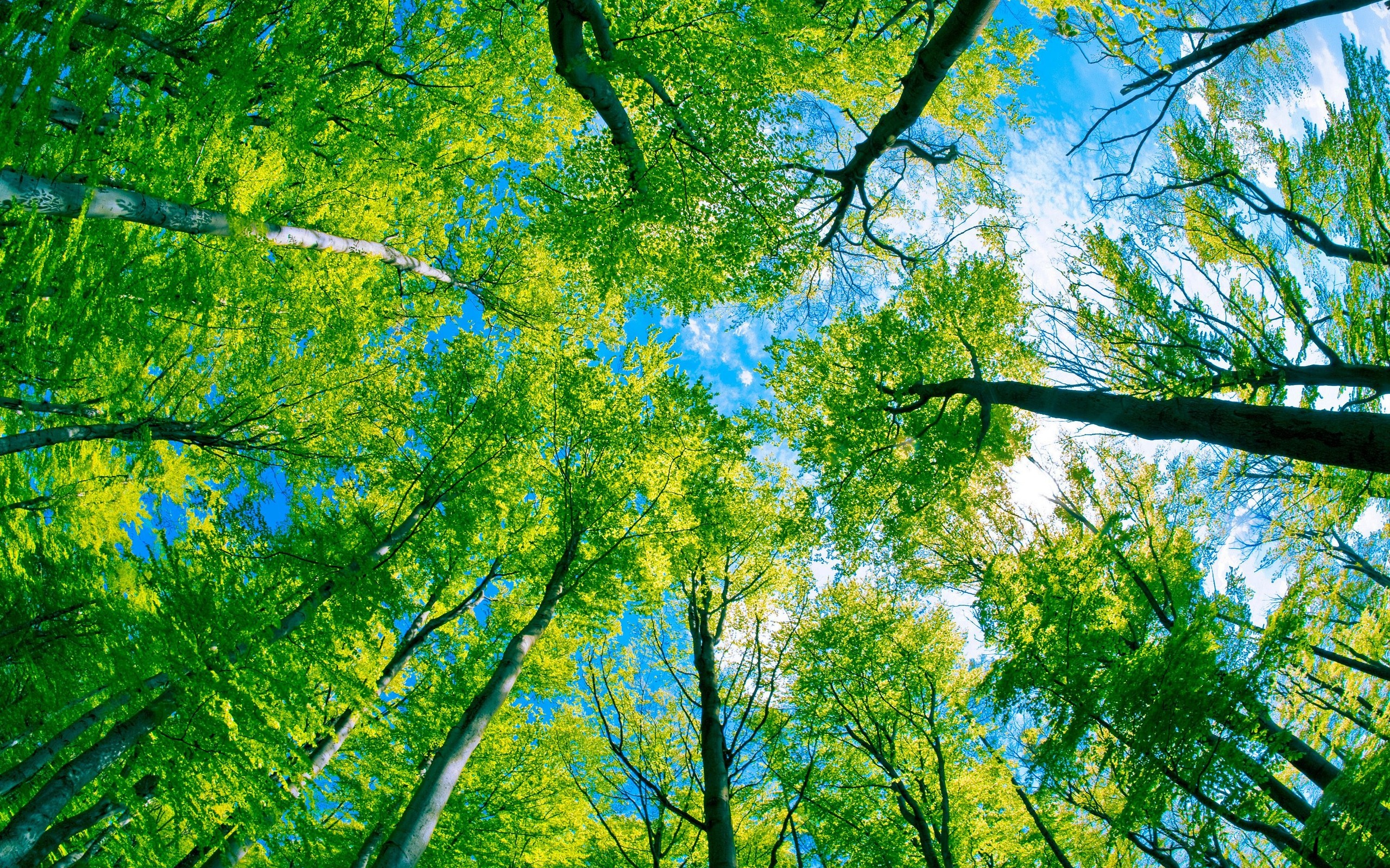 Téléchargez gratuitement l'image Forêt, Terre/nature sur le bureau de votre PC