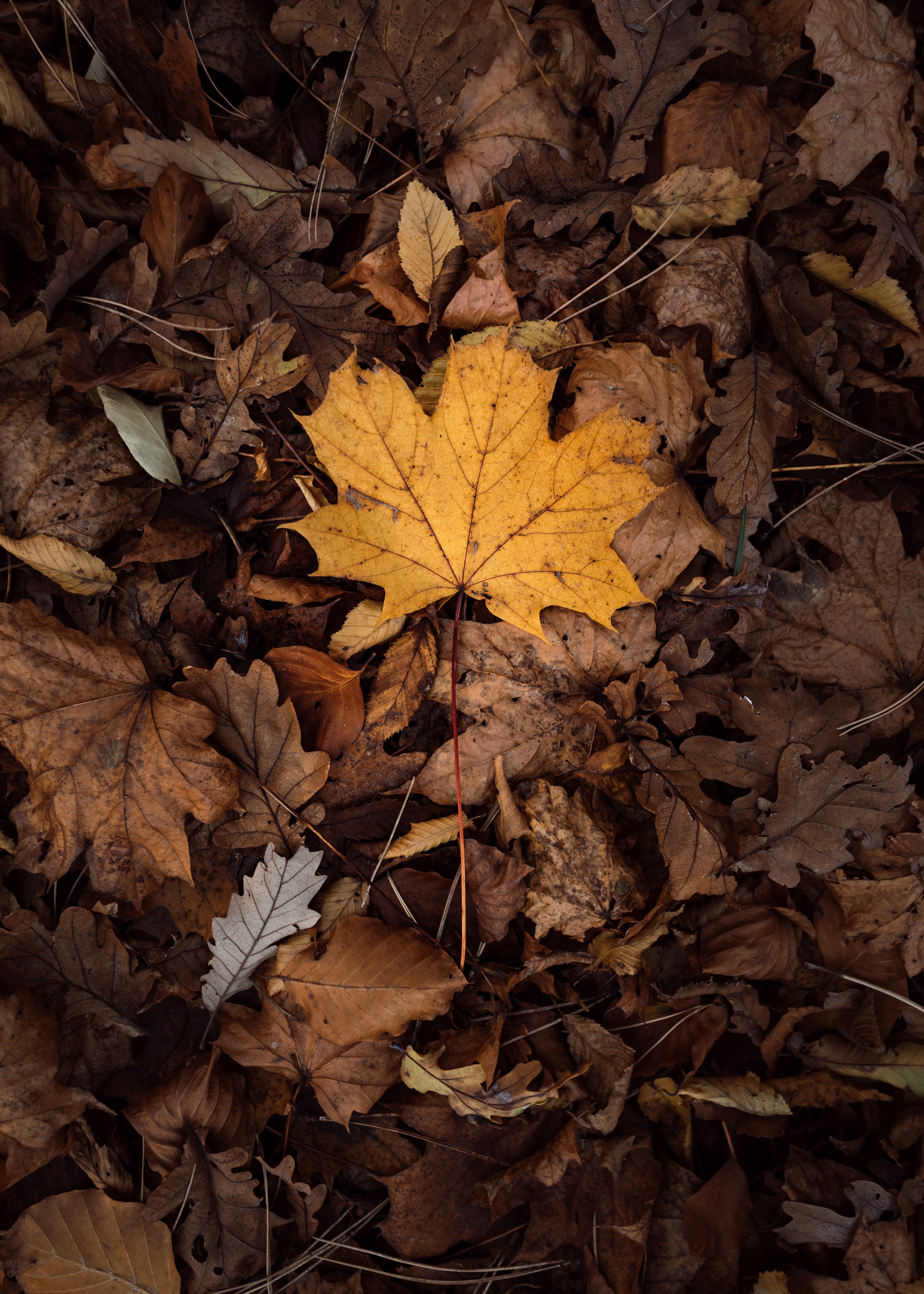 Download mobile wallpaper Dry, Foliage, Leaves, Nature, Autumn for free.