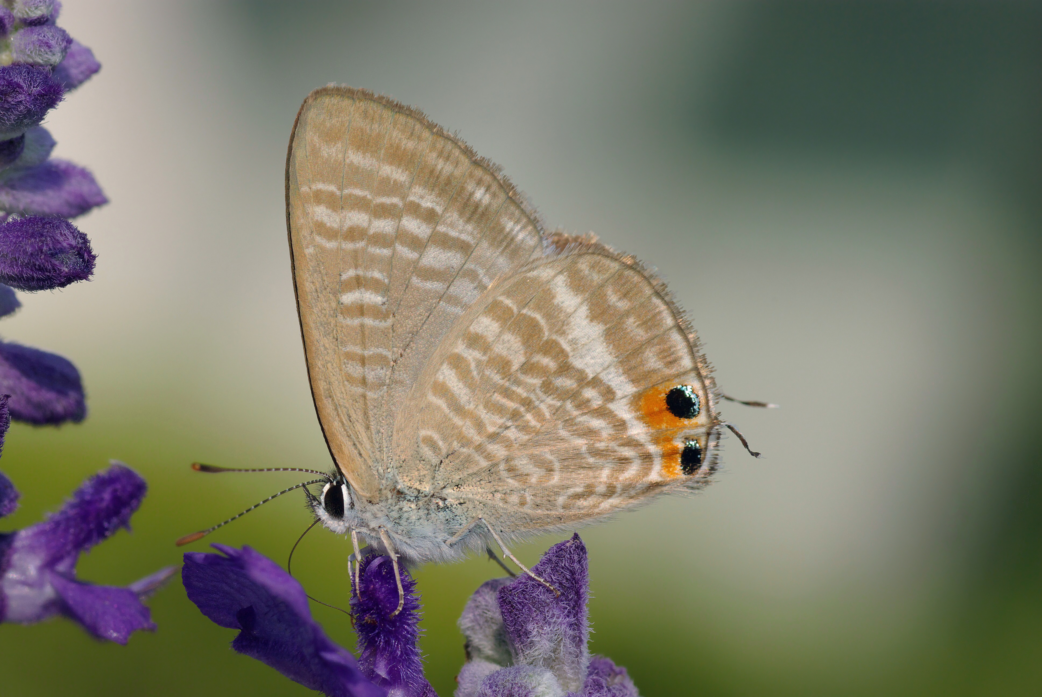 Descarga gratuita de fondo de pantalla para móvil de Animales, Mariposa.